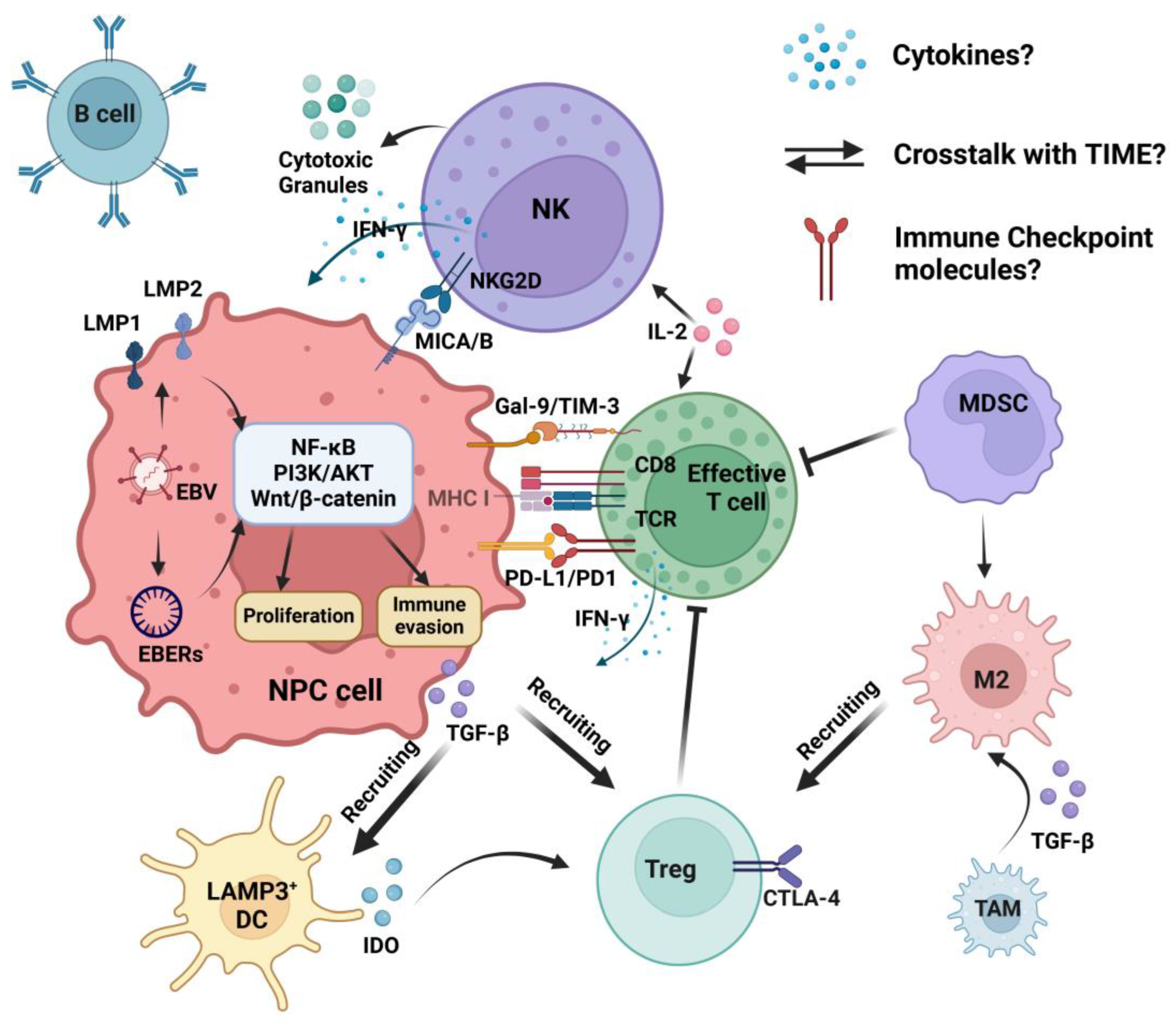 Cancers | Free Full-Text | The Role of Natural Killer Cells in the 