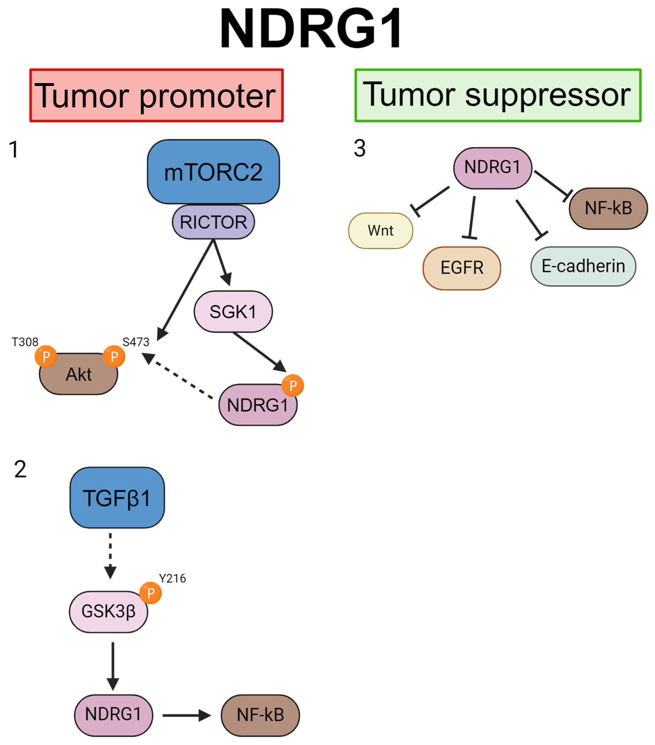 Cancers 16 01342 g003