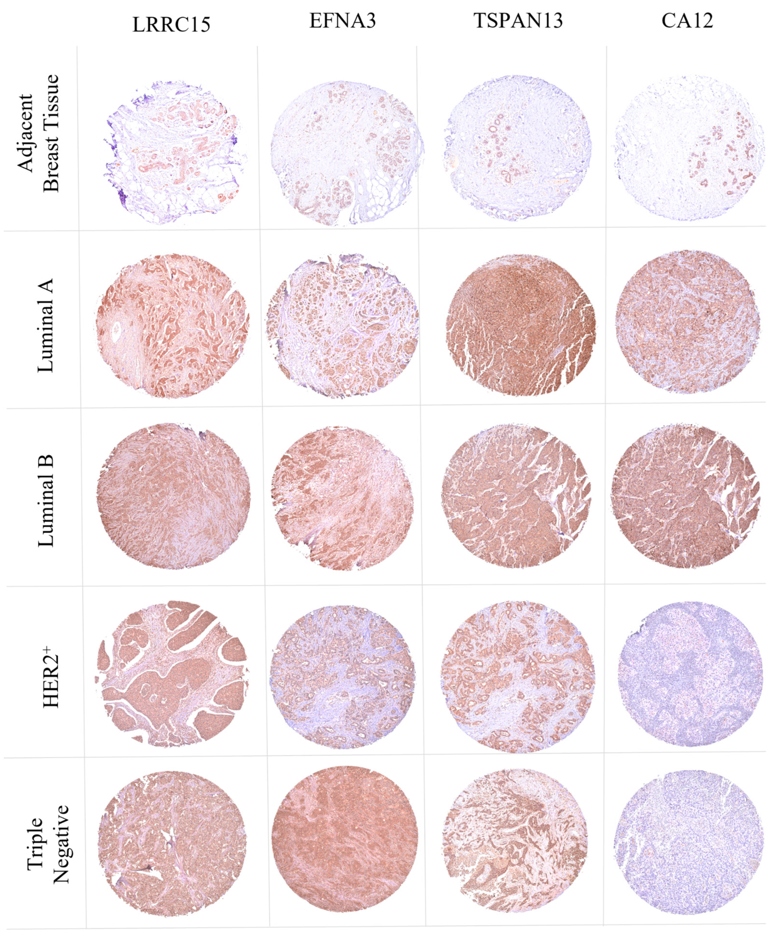 Cancers 16 01402 g008 Cancers 16 01402 g008