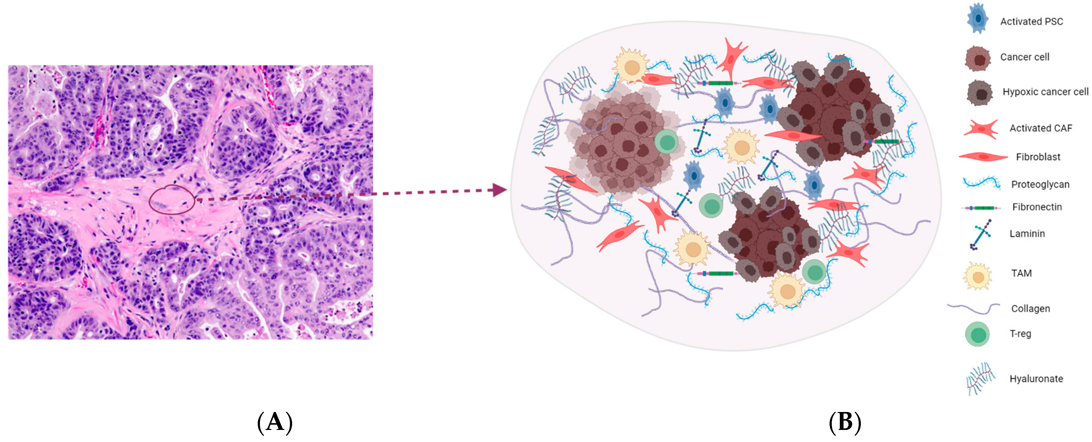 Cancers 16 01470 g001