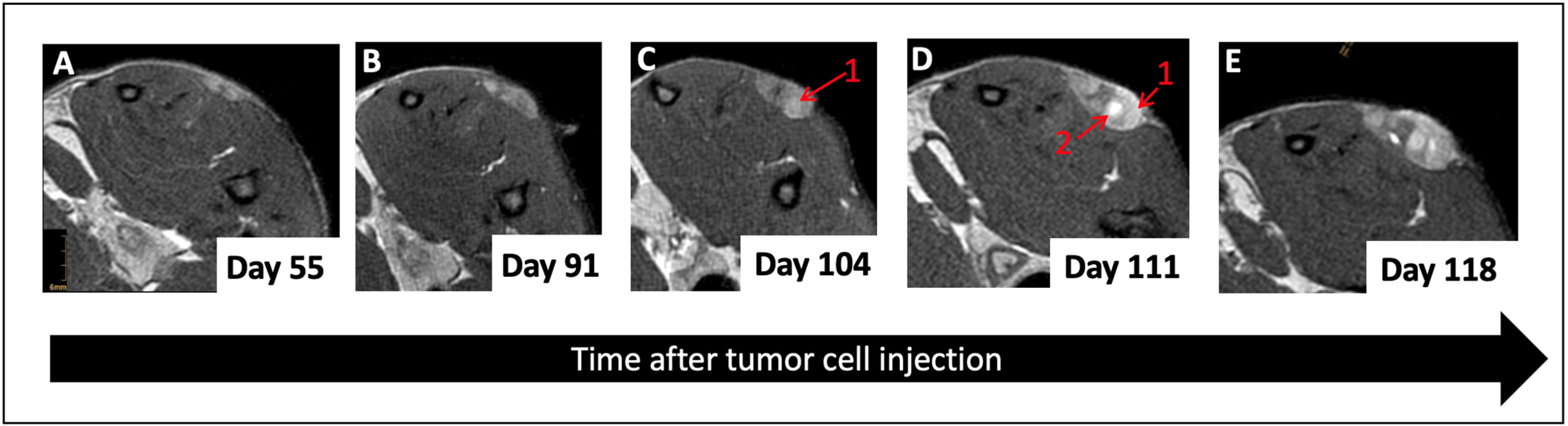 Cancers 16 01535 g003