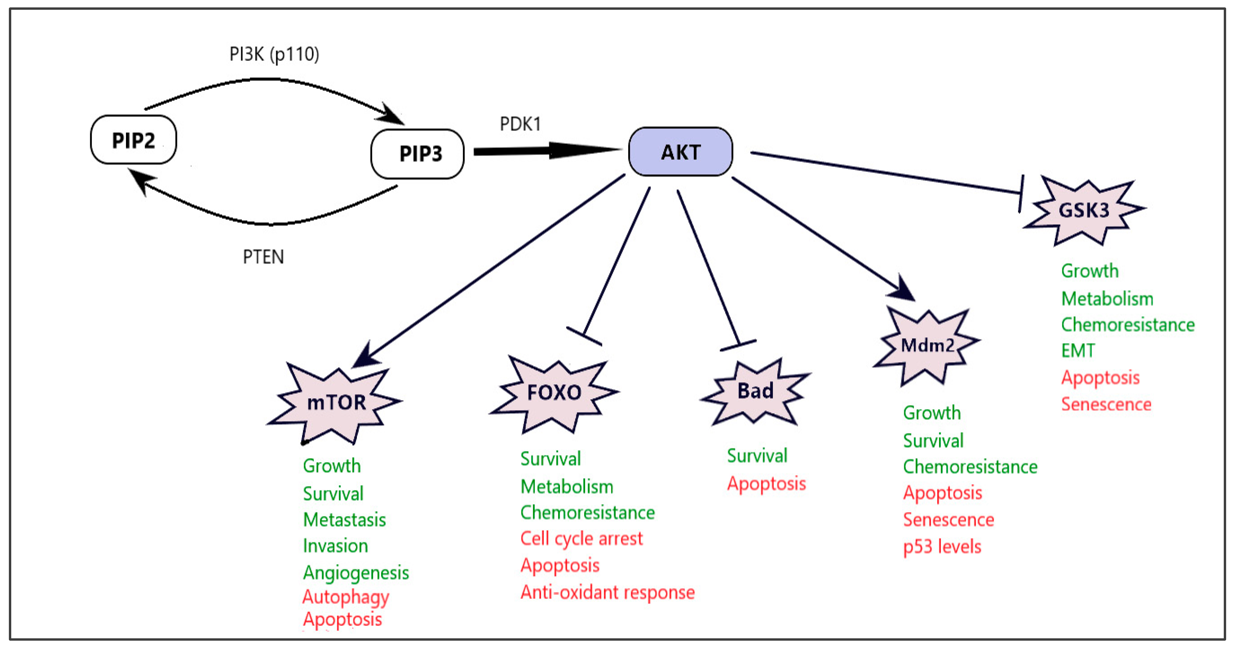 Cancers 16 01554 g002