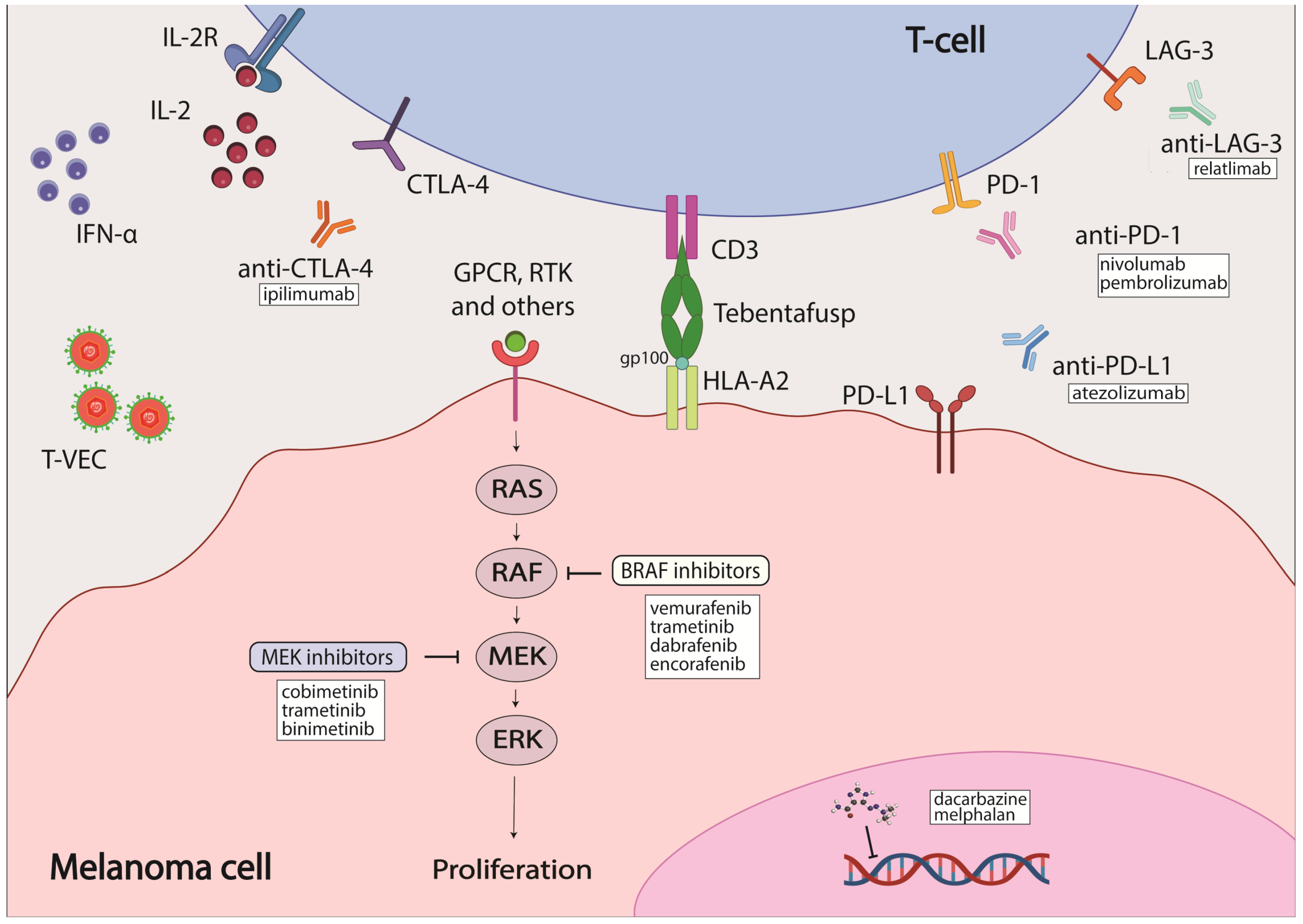 Cancers | Free Full-Text | Current State of Melanoma Therapy and Next  Steps: Battling Therapeutic Resistance