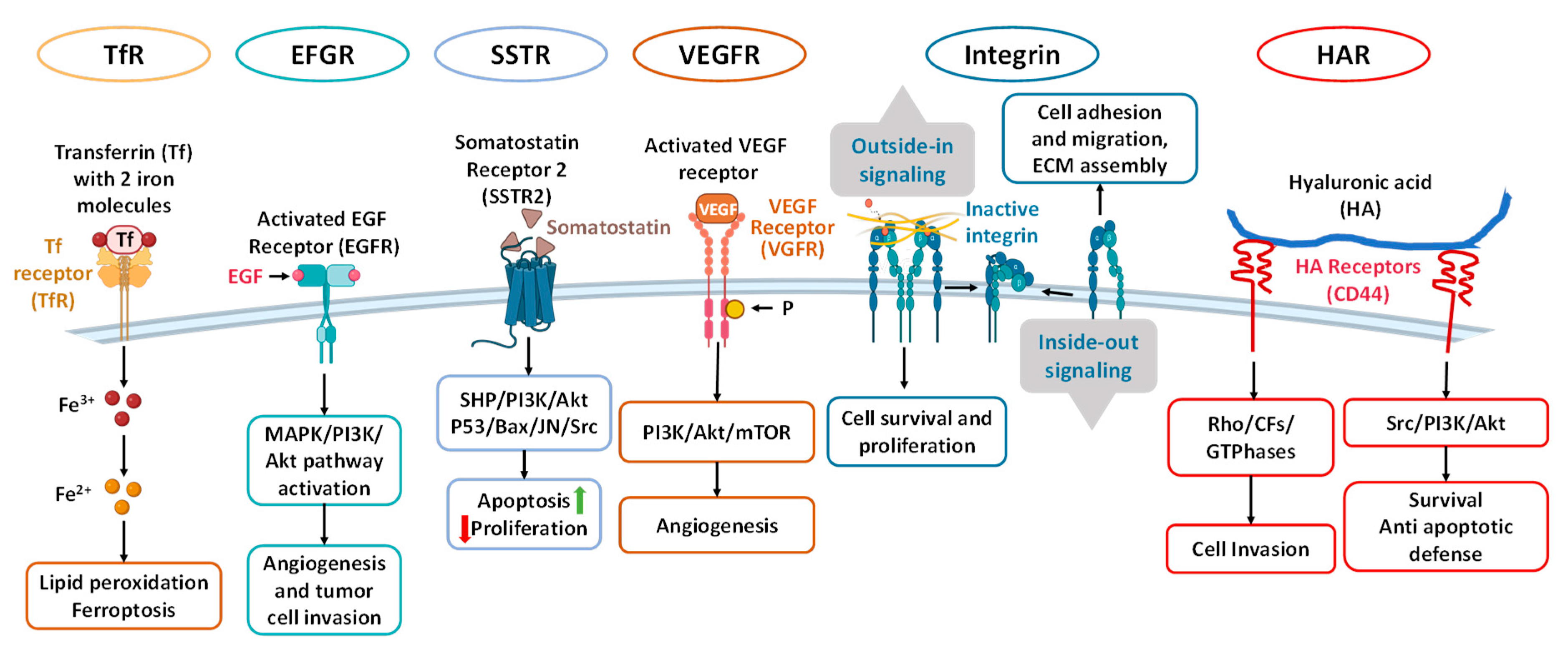 Cancers 16 01589 g009 Cancers 16 01589 g009