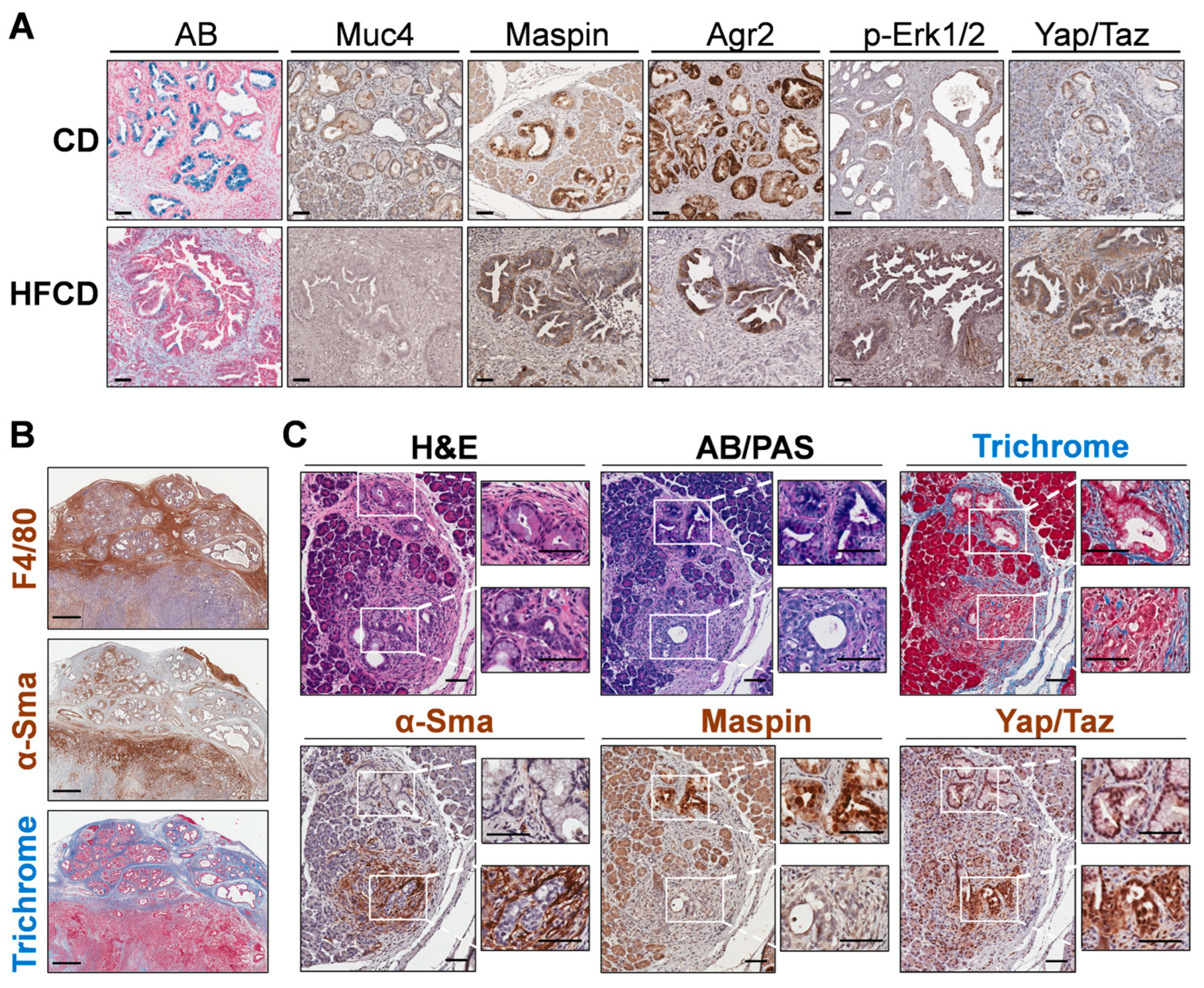 Cancers 16 01593 g005 Cancers 16 01593 g005