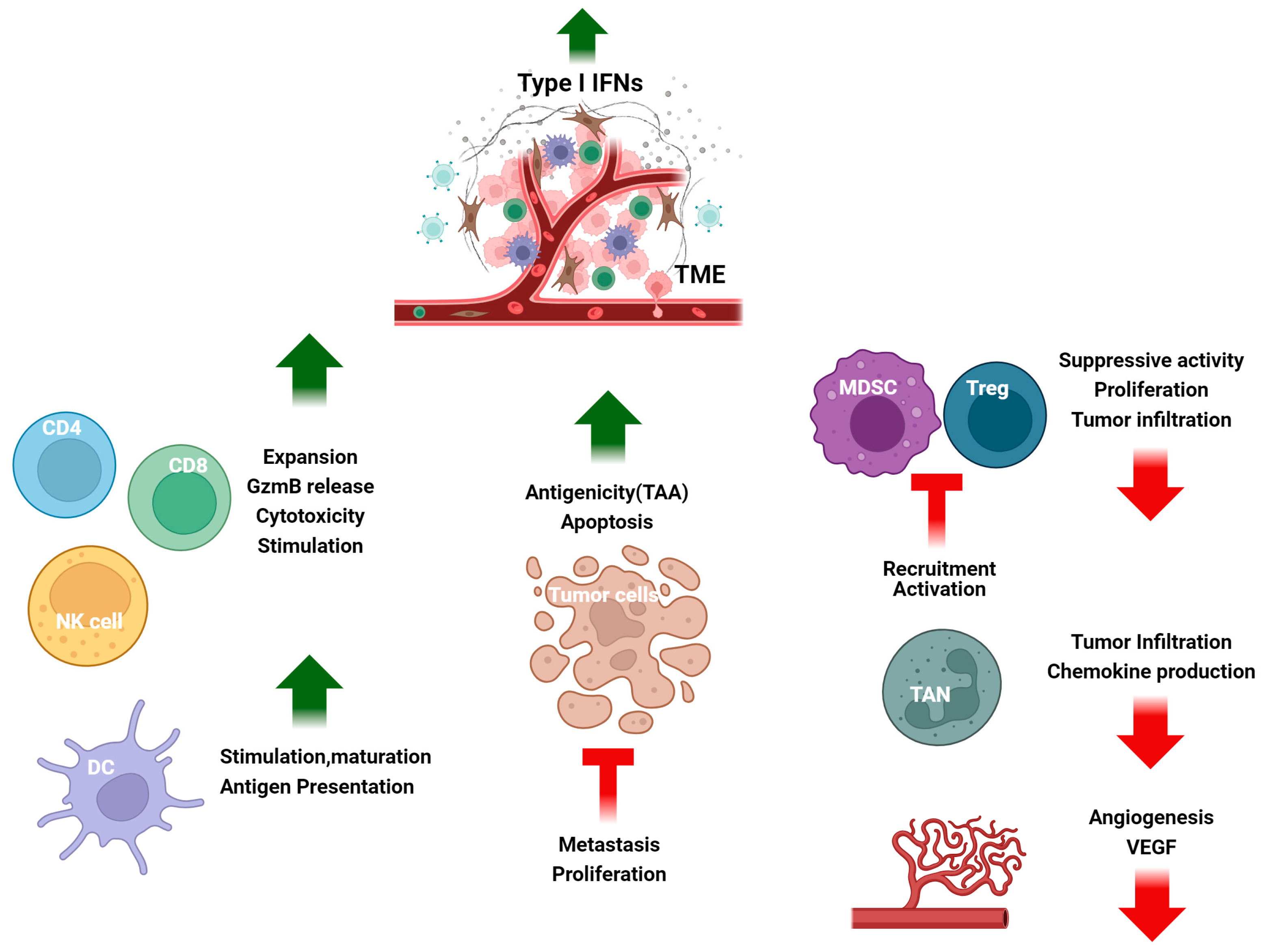 Cancers | Free Full-Text | Signaling by Type I Interferons in 