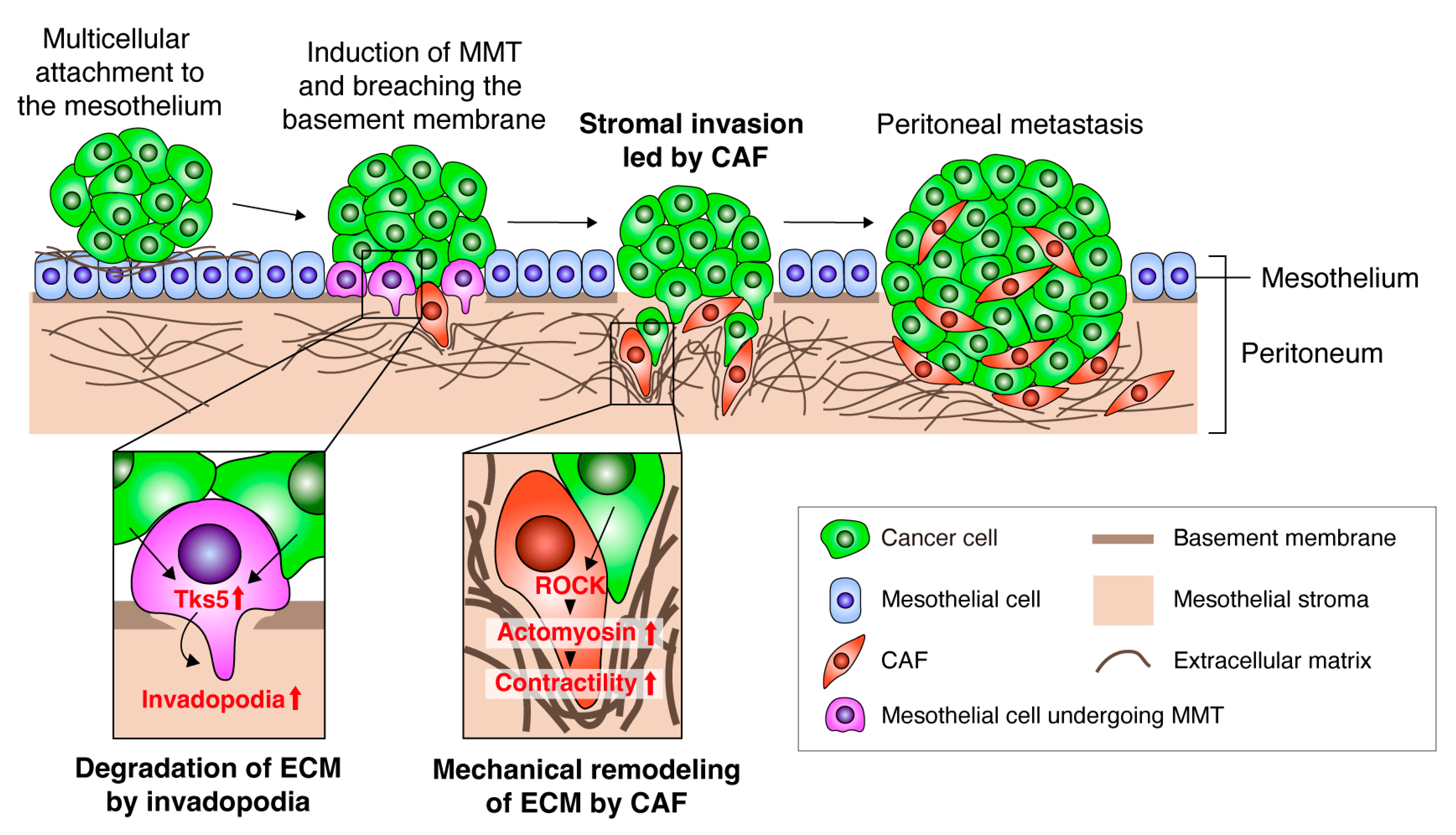 Cancers 16 01636 g002
