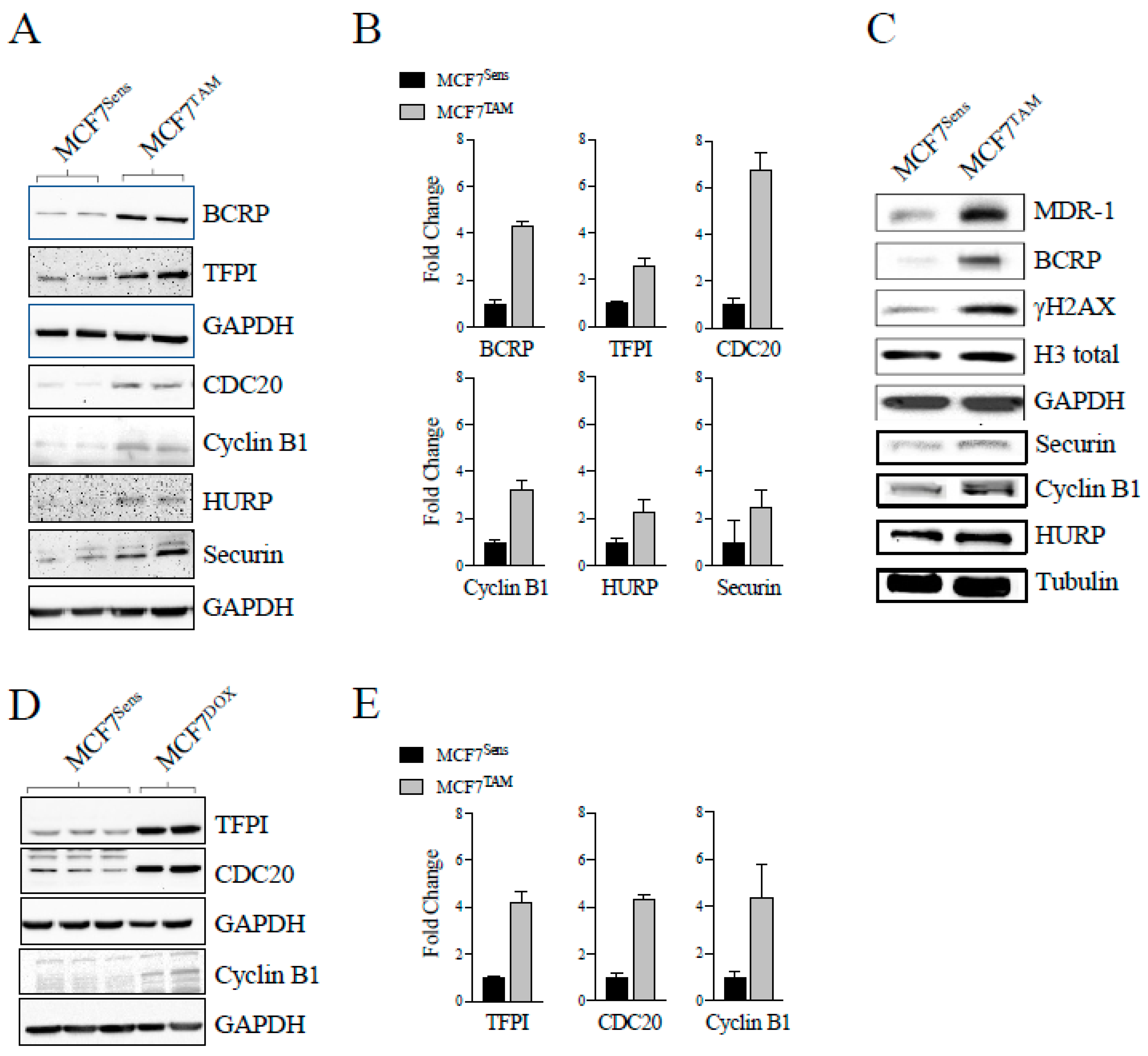 Cancers 16 01755 g002
