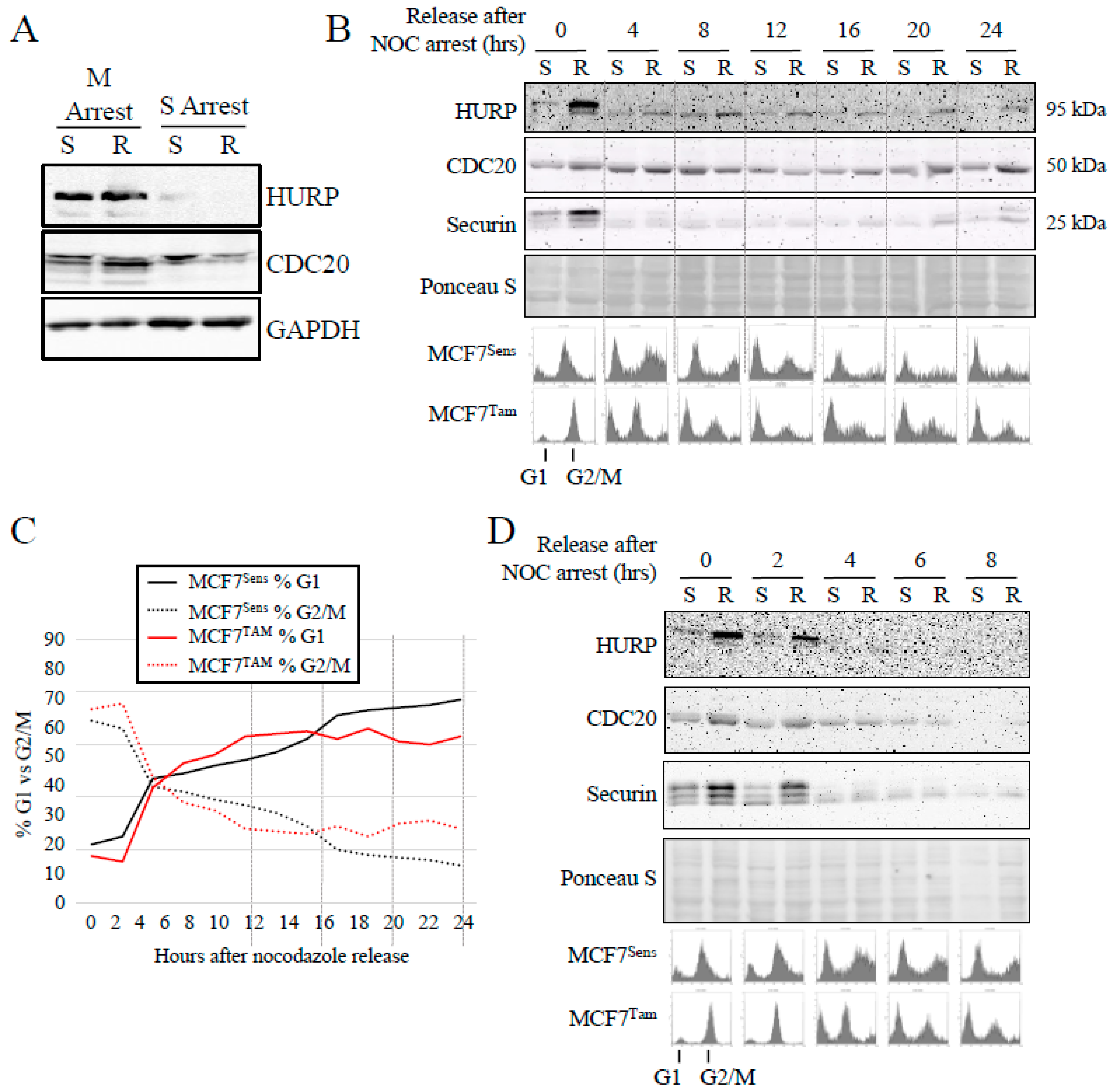 Cancers 16 01755 g005