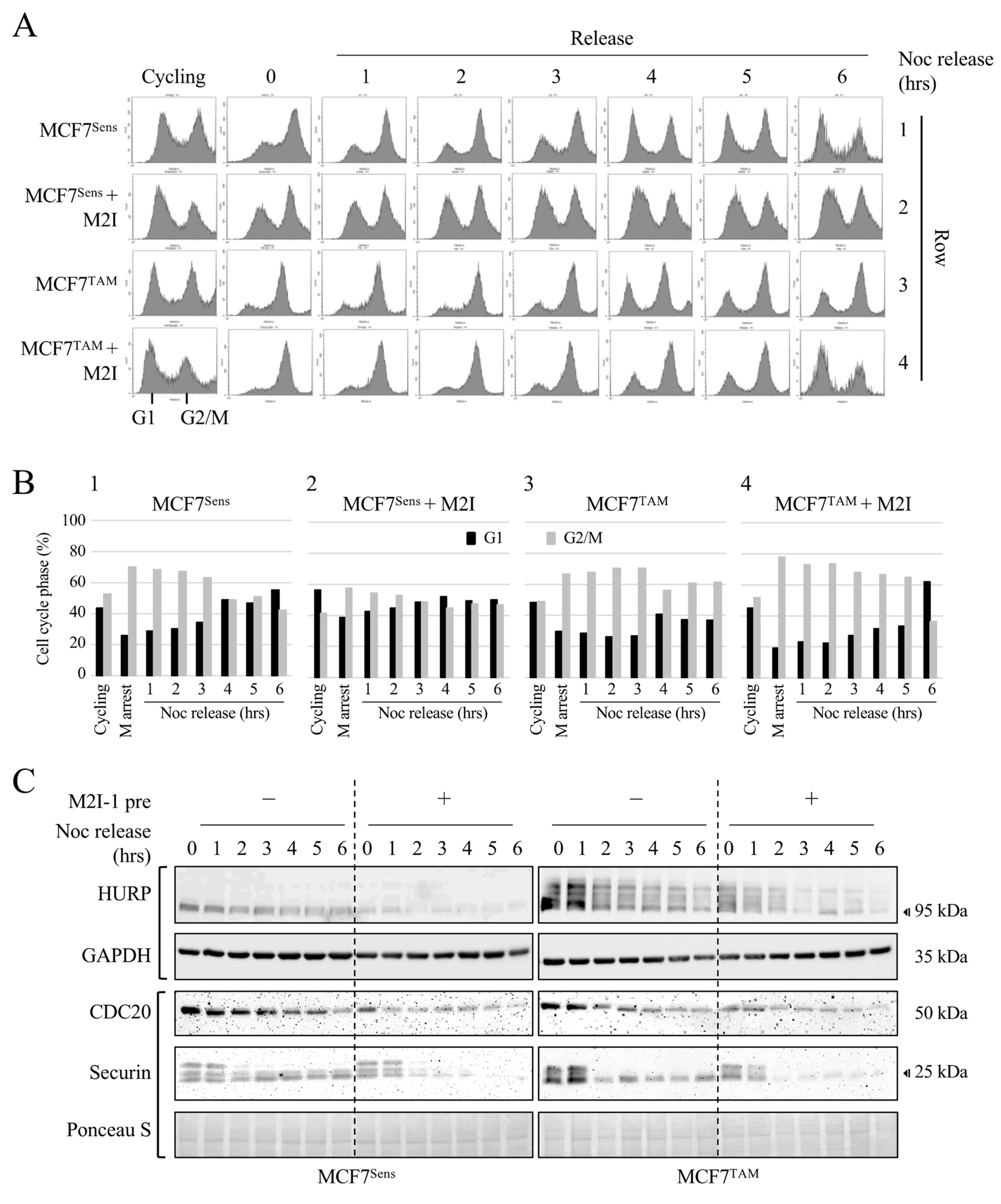 Cancers 16 01755 g006a