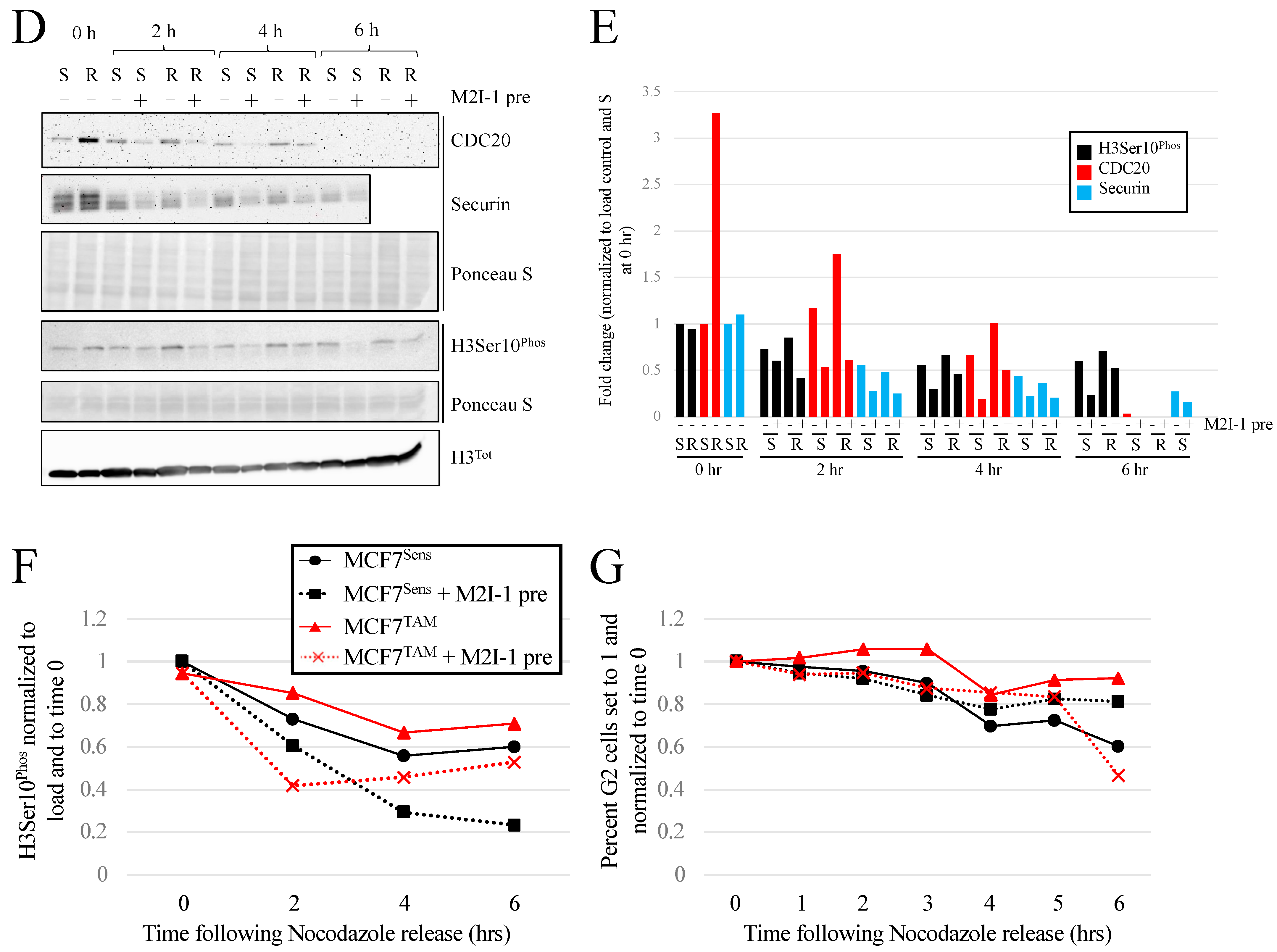 Cancers 16 01755 g006b