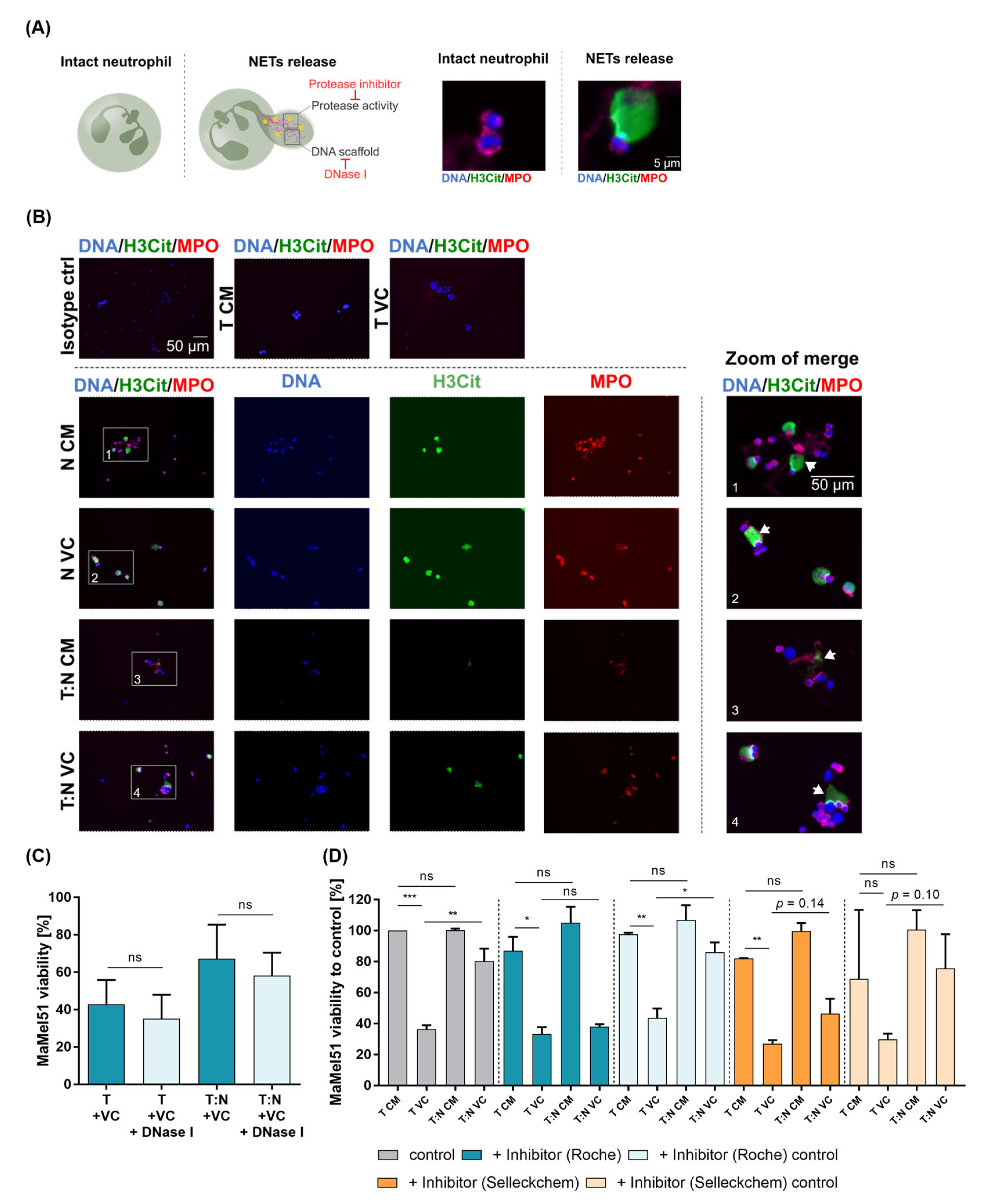 Cancers 16 01767 g005