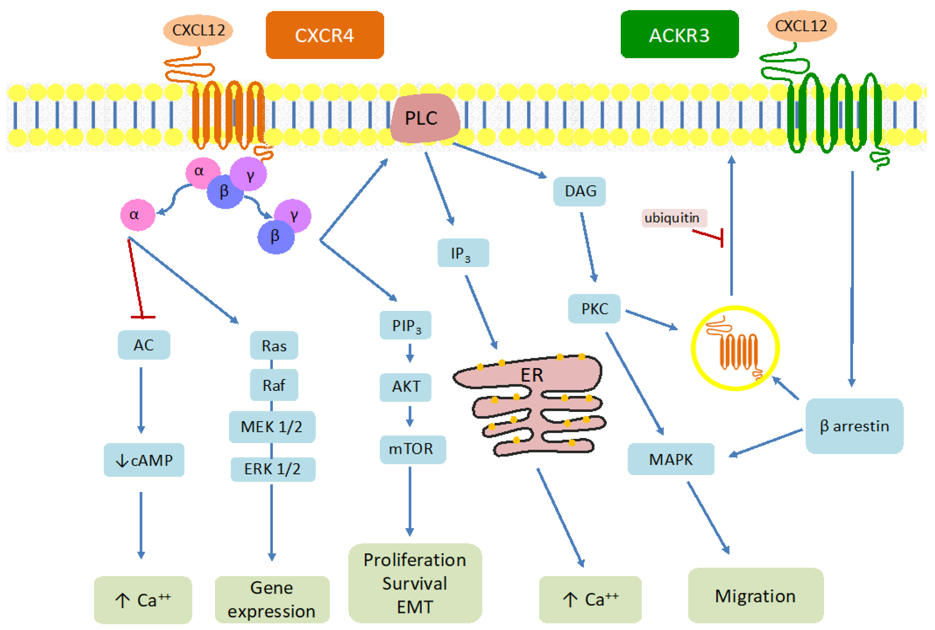 Cancers | Free Full-Text | CXCR4: From Signaling to Clinical ...