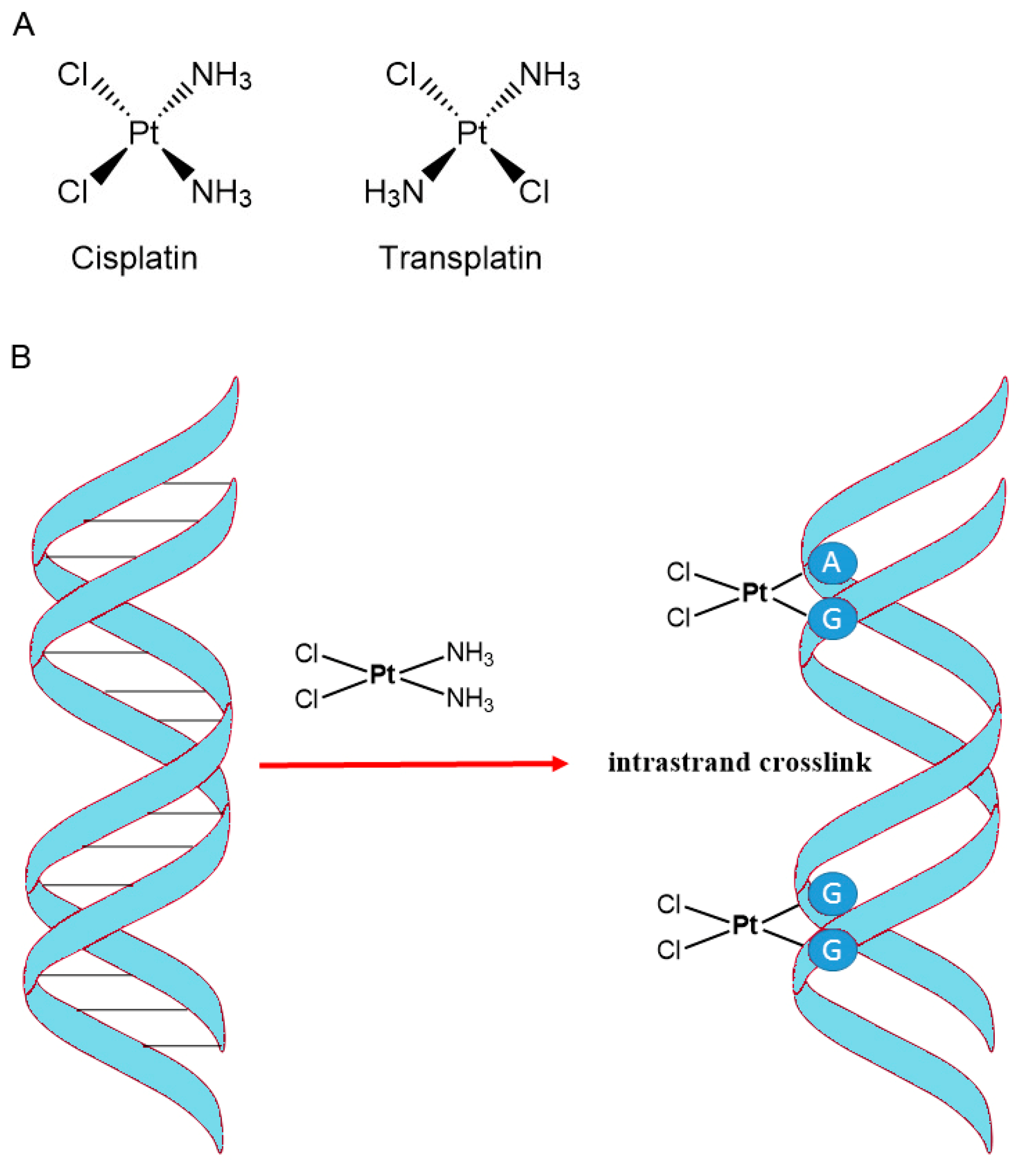 Cancers 16 01878 g012 Cancers 16 01878 g012