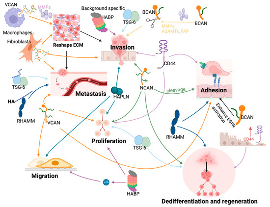 Cancers | Free Full-Text | Hyaluronic Acid Interacting Molecules 