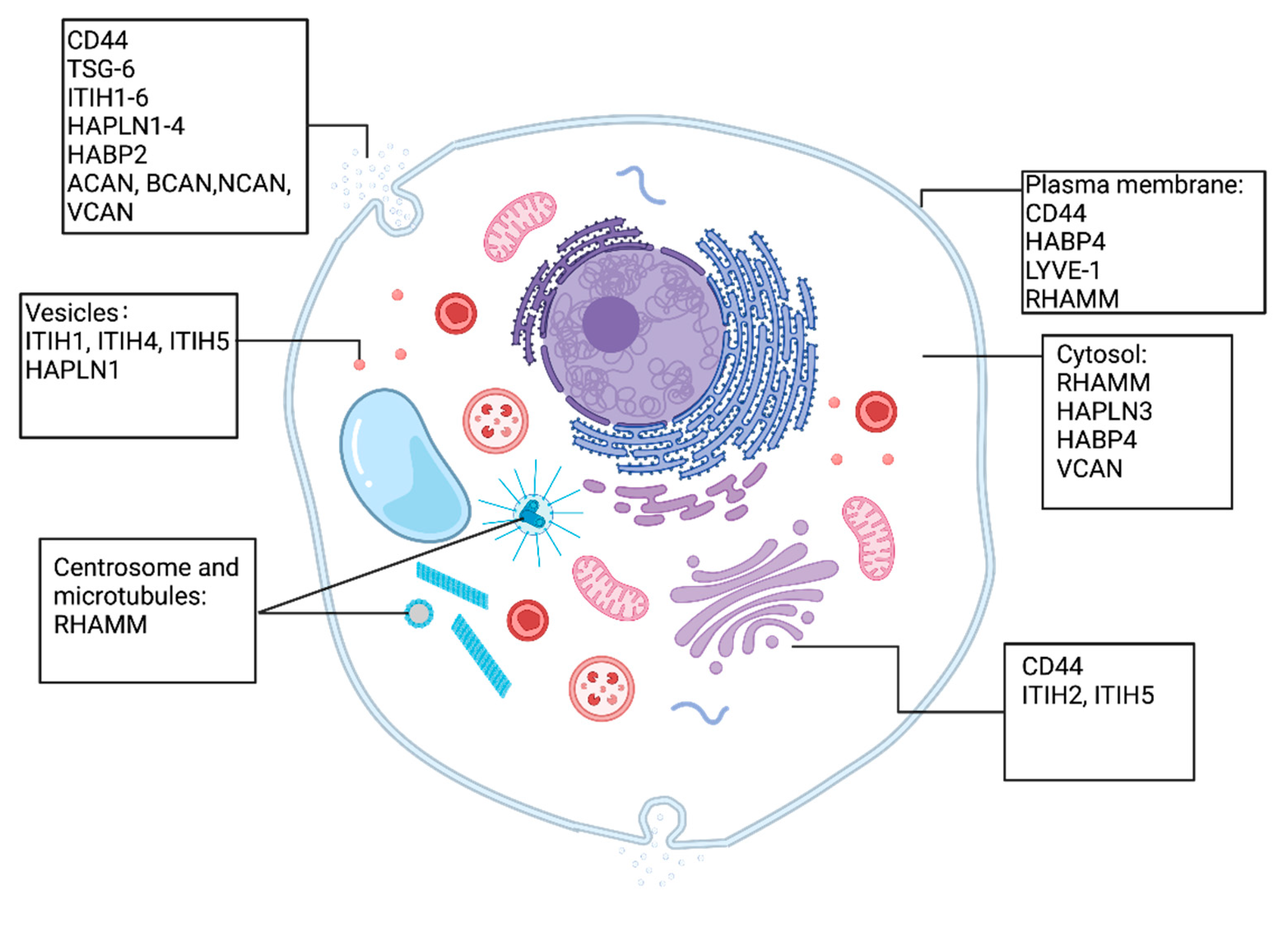 Cancers 16 01907 g001 Cancers 16 01907 g001