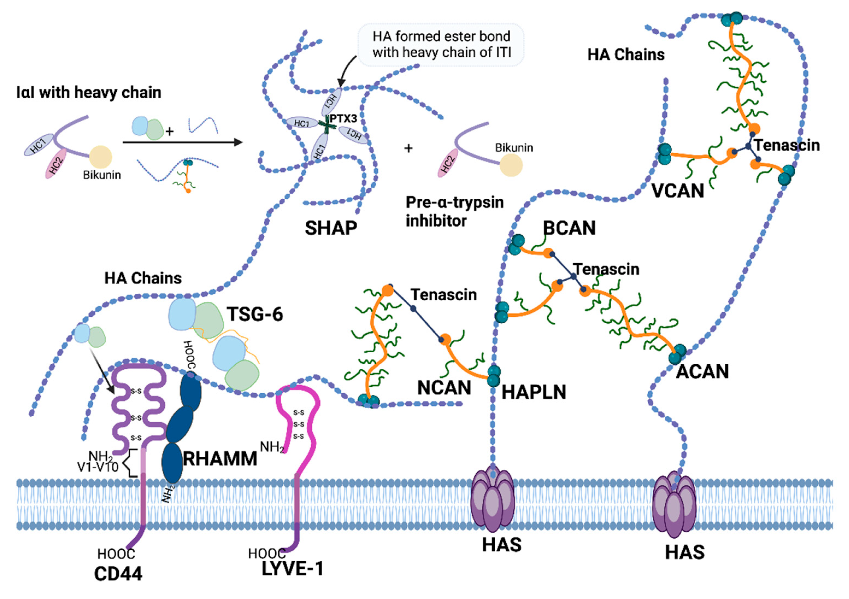 Cancers 16 01907 g003 Cancers 16 01907 g003