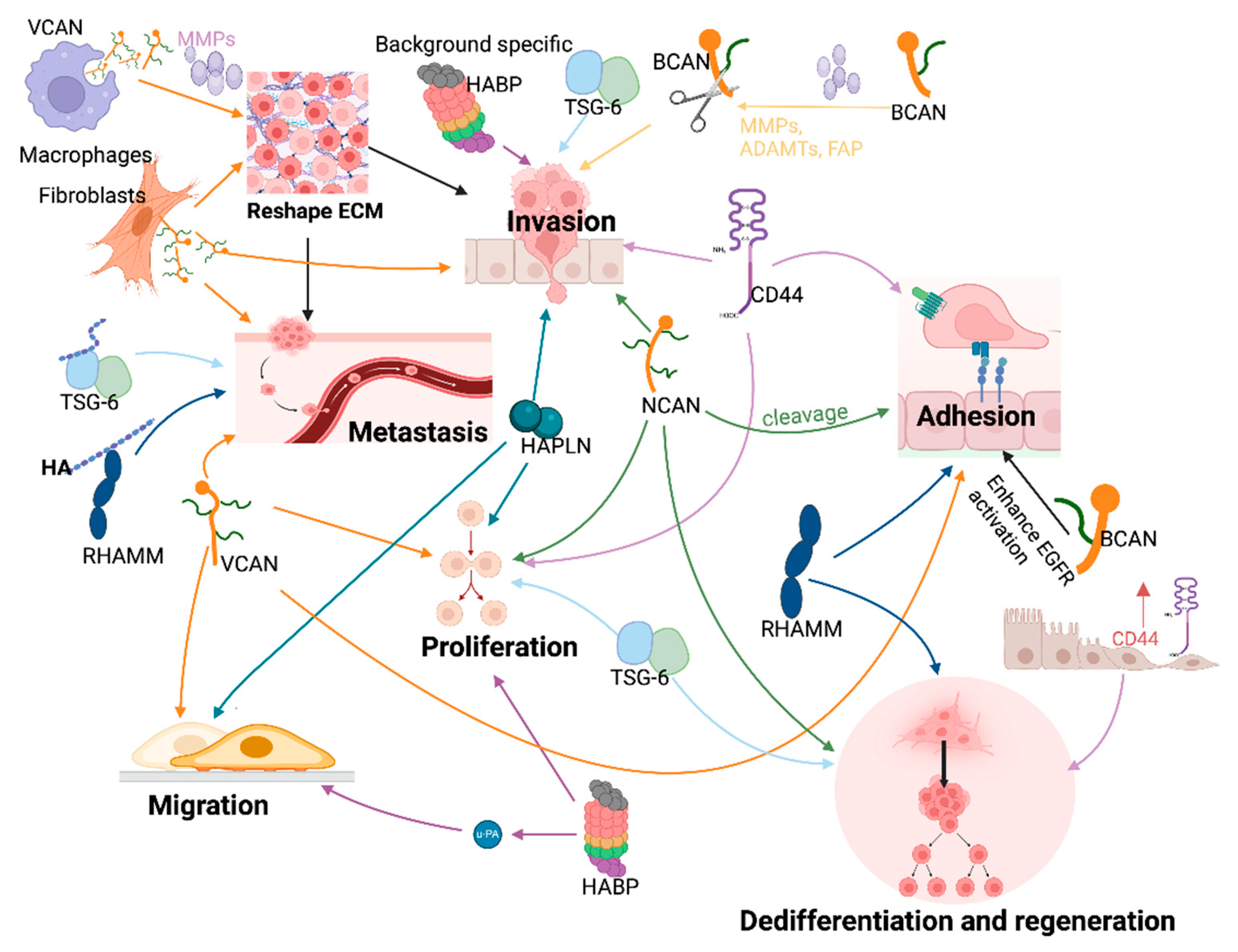 Cancers 16 01907 g004 Cancers 16 01907 g004