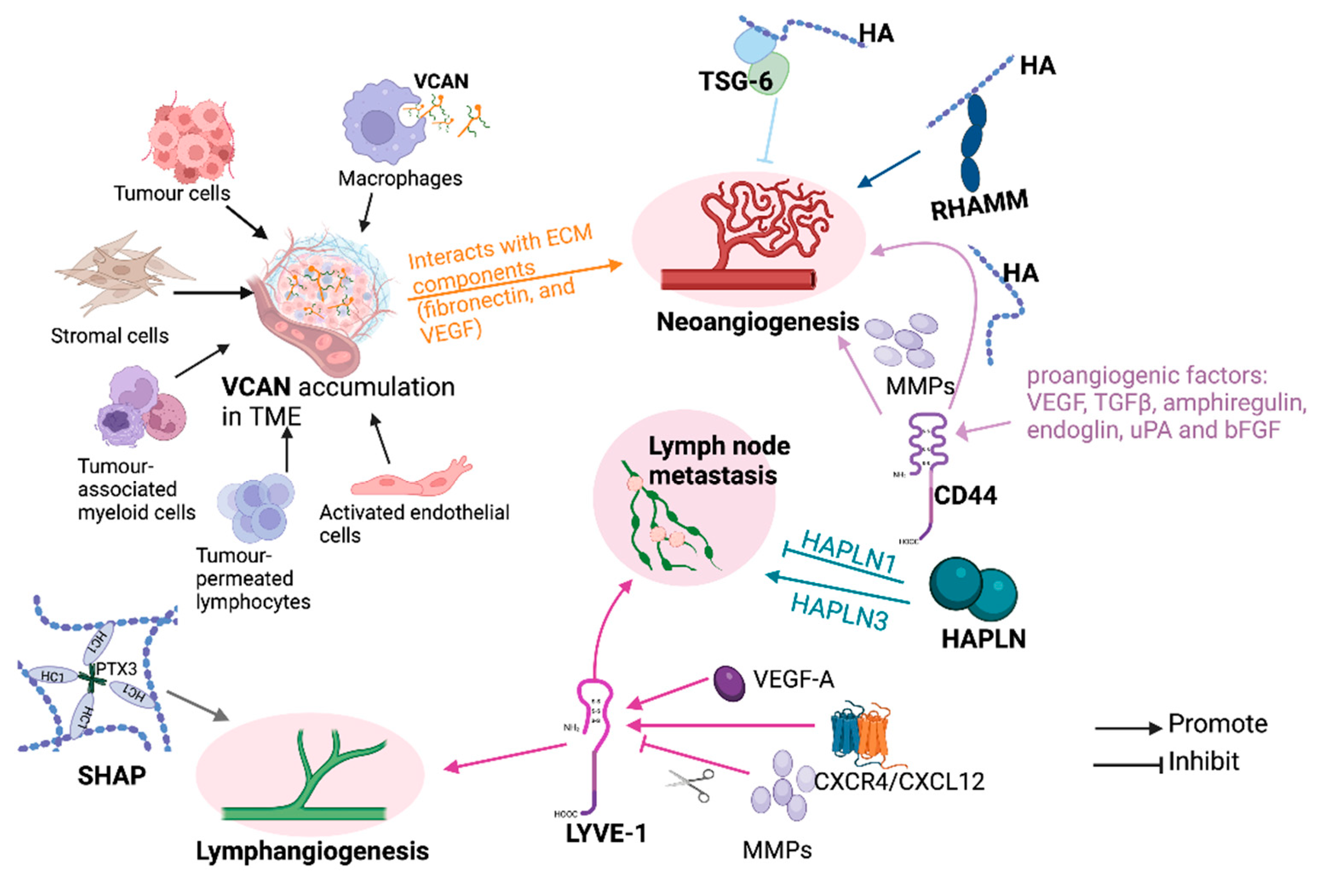 Cancers 16 01907 g006 Cancers 16 01907 g006