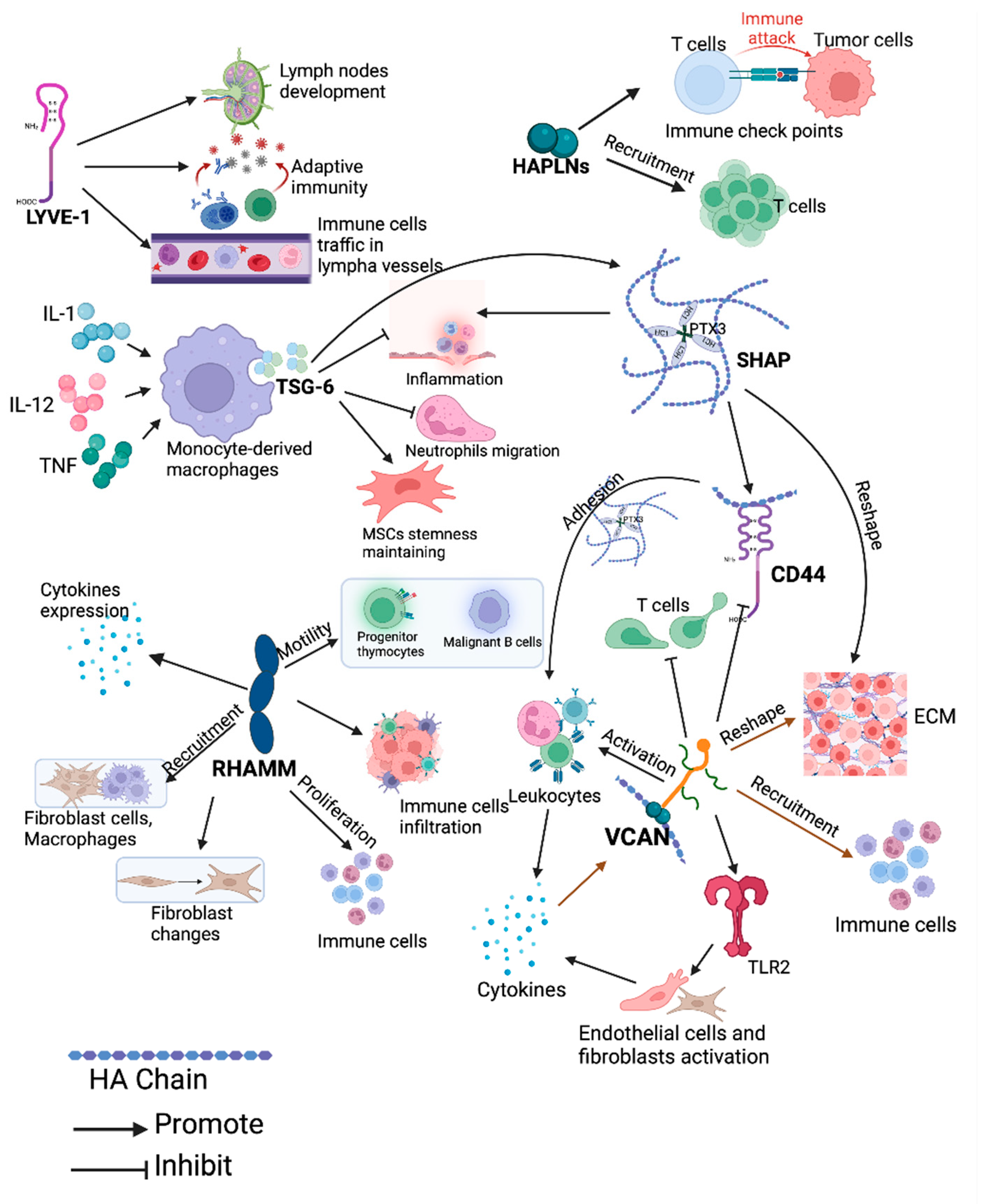 Cancers 16 01907 g007 Cancers 16 01907 g007