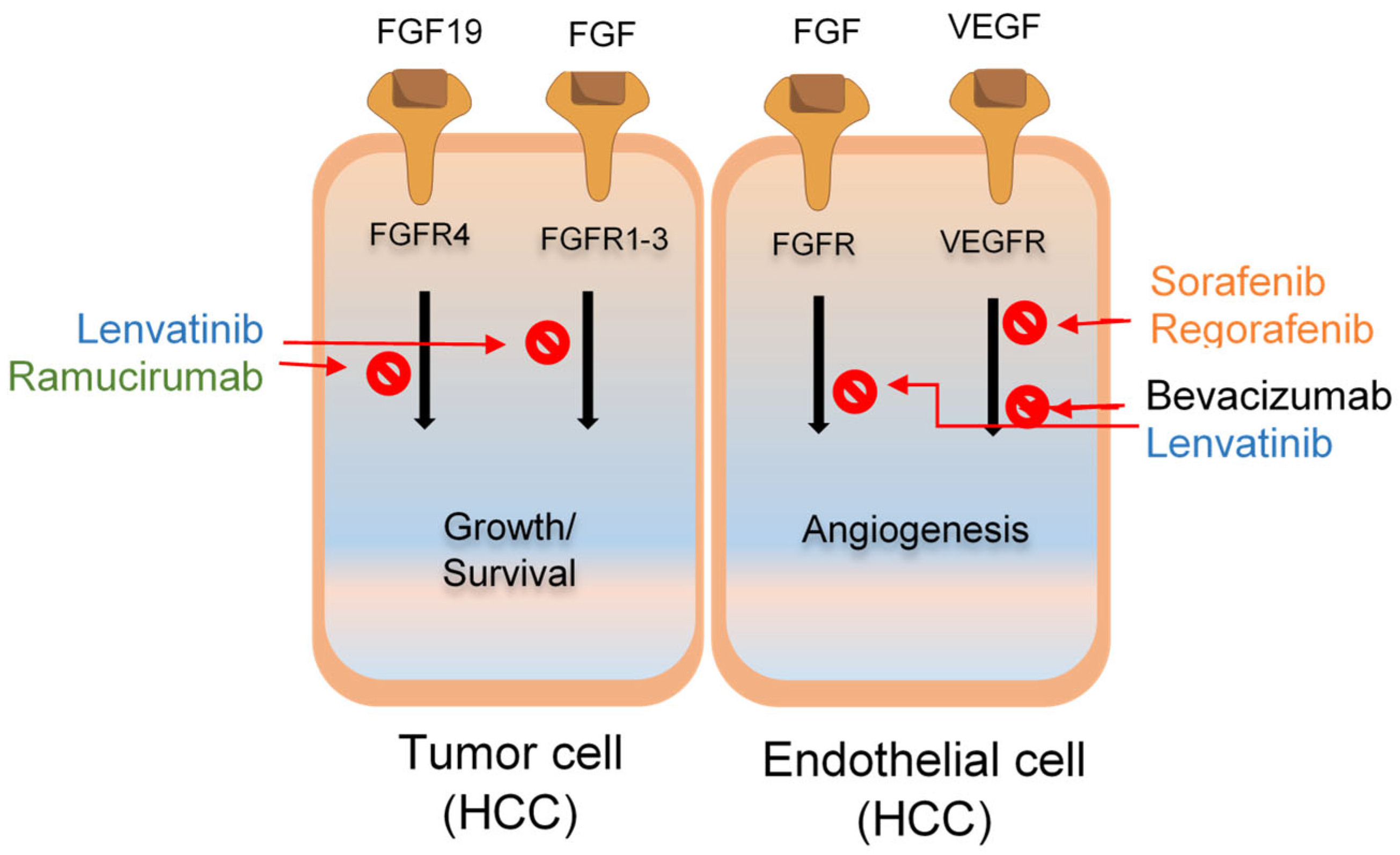 Cancers 16 02034 g002