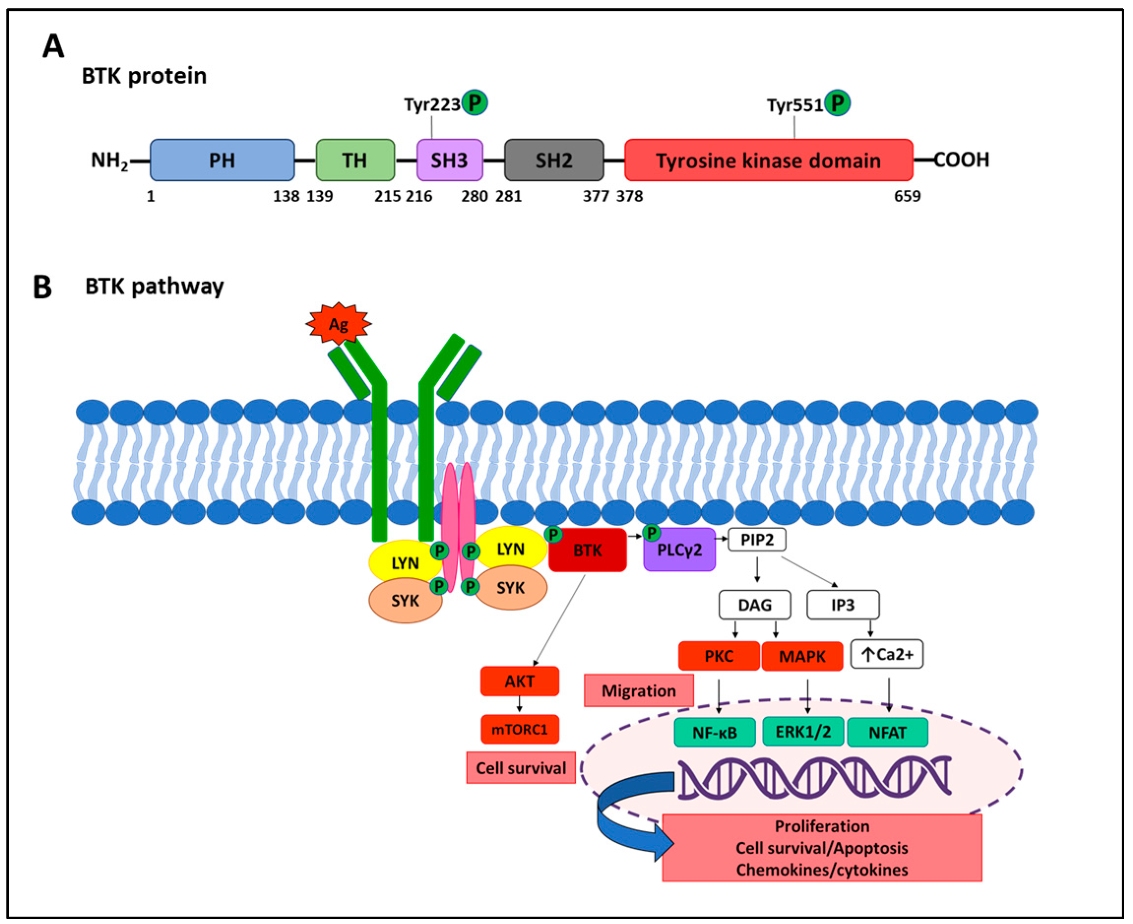 Cancers 16 02049 g002