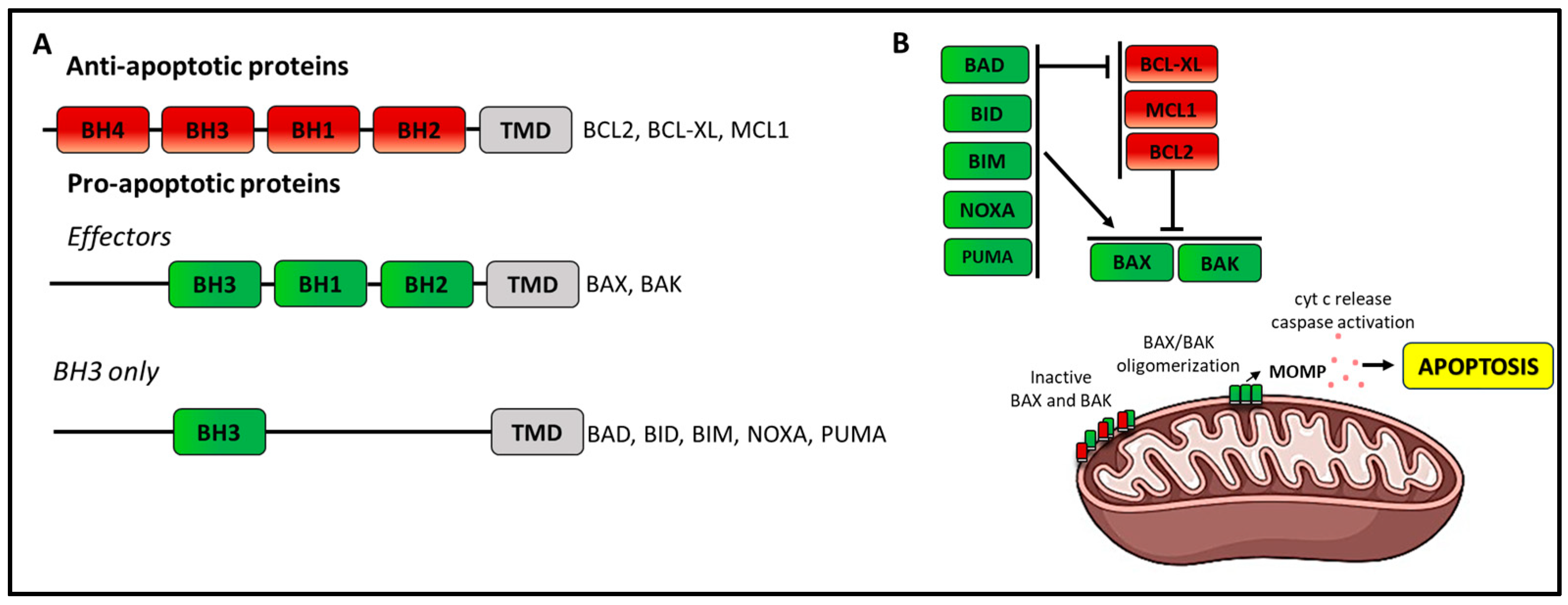 Cancers 16 02049 g003