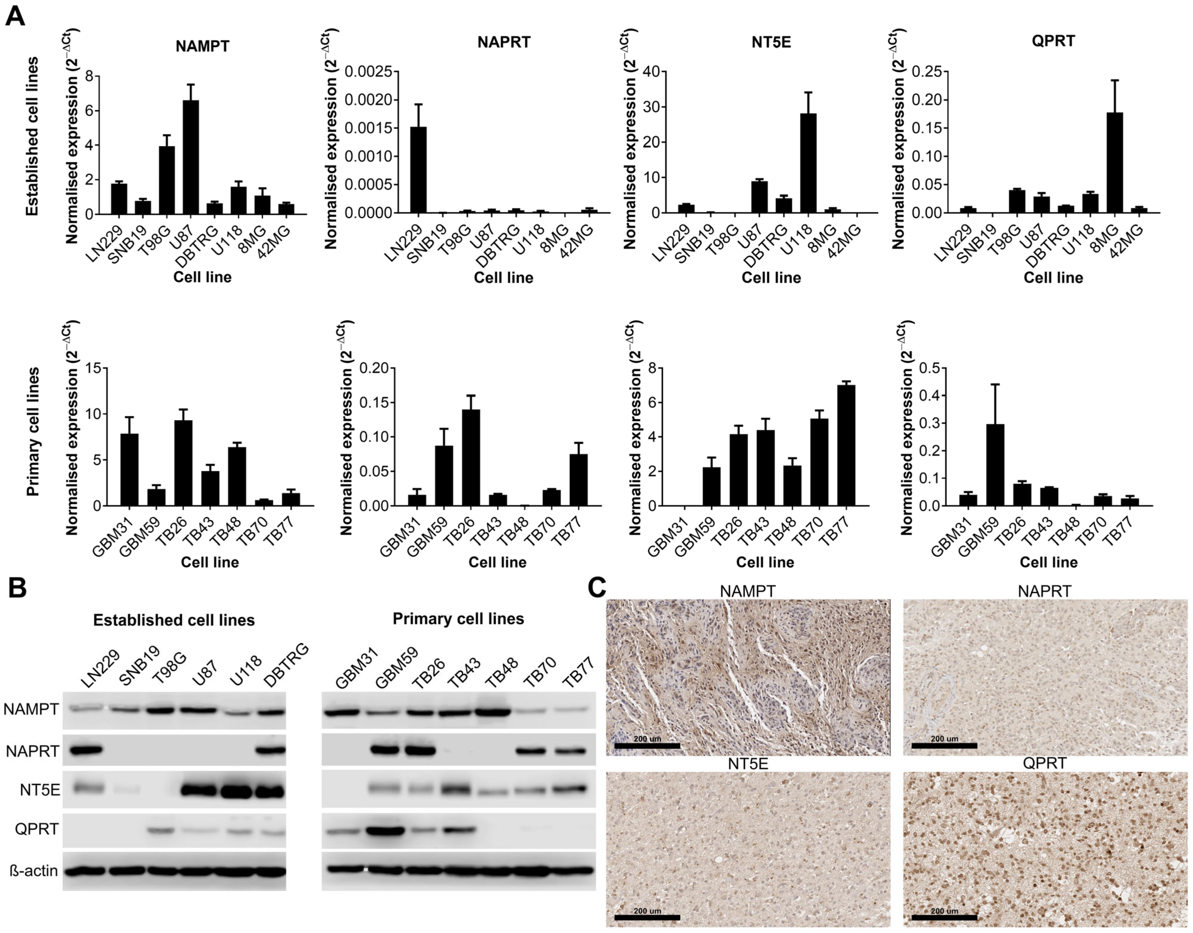 Cancers 16 02054 g001