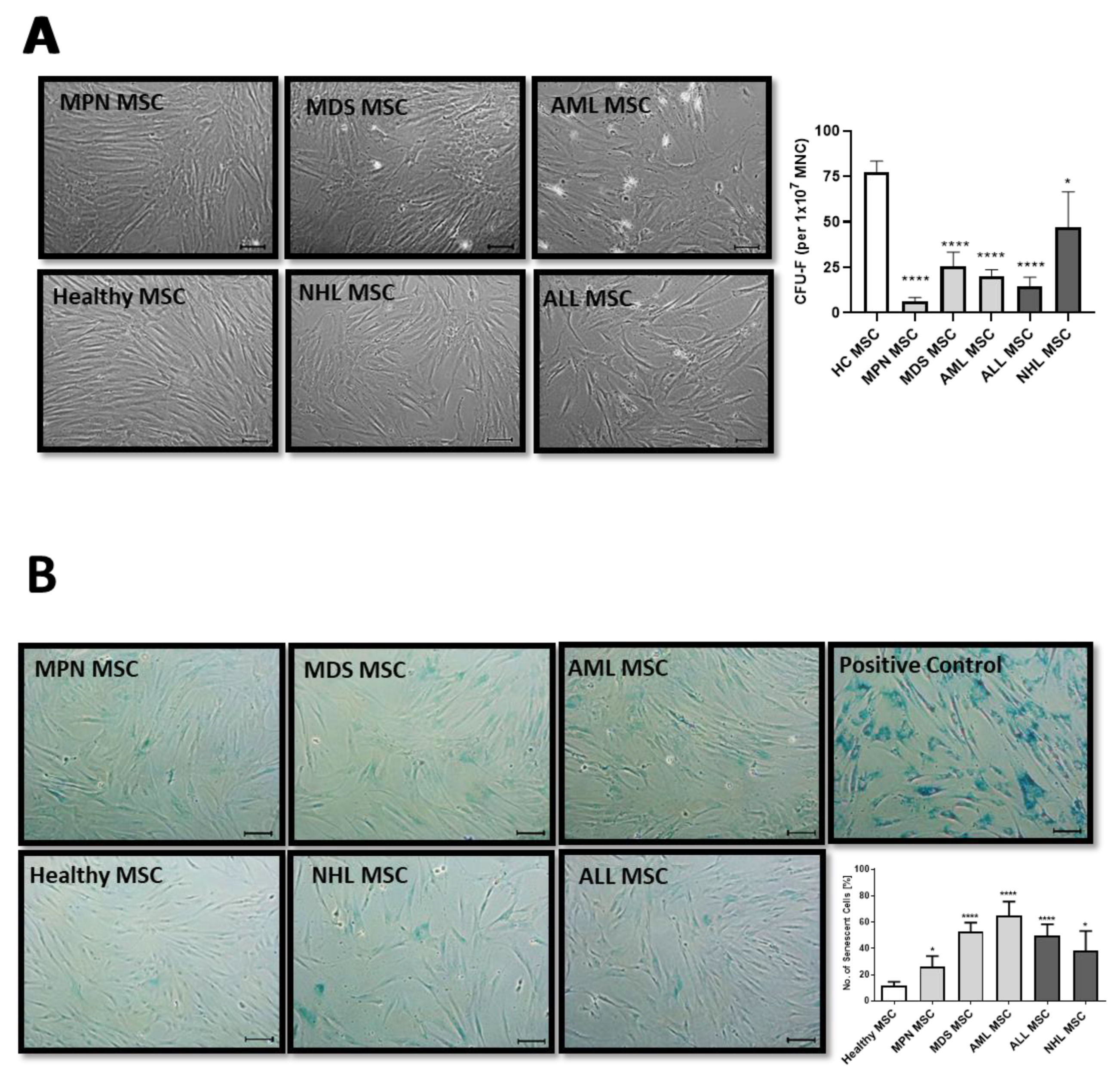 Cancers 16 02071 g001