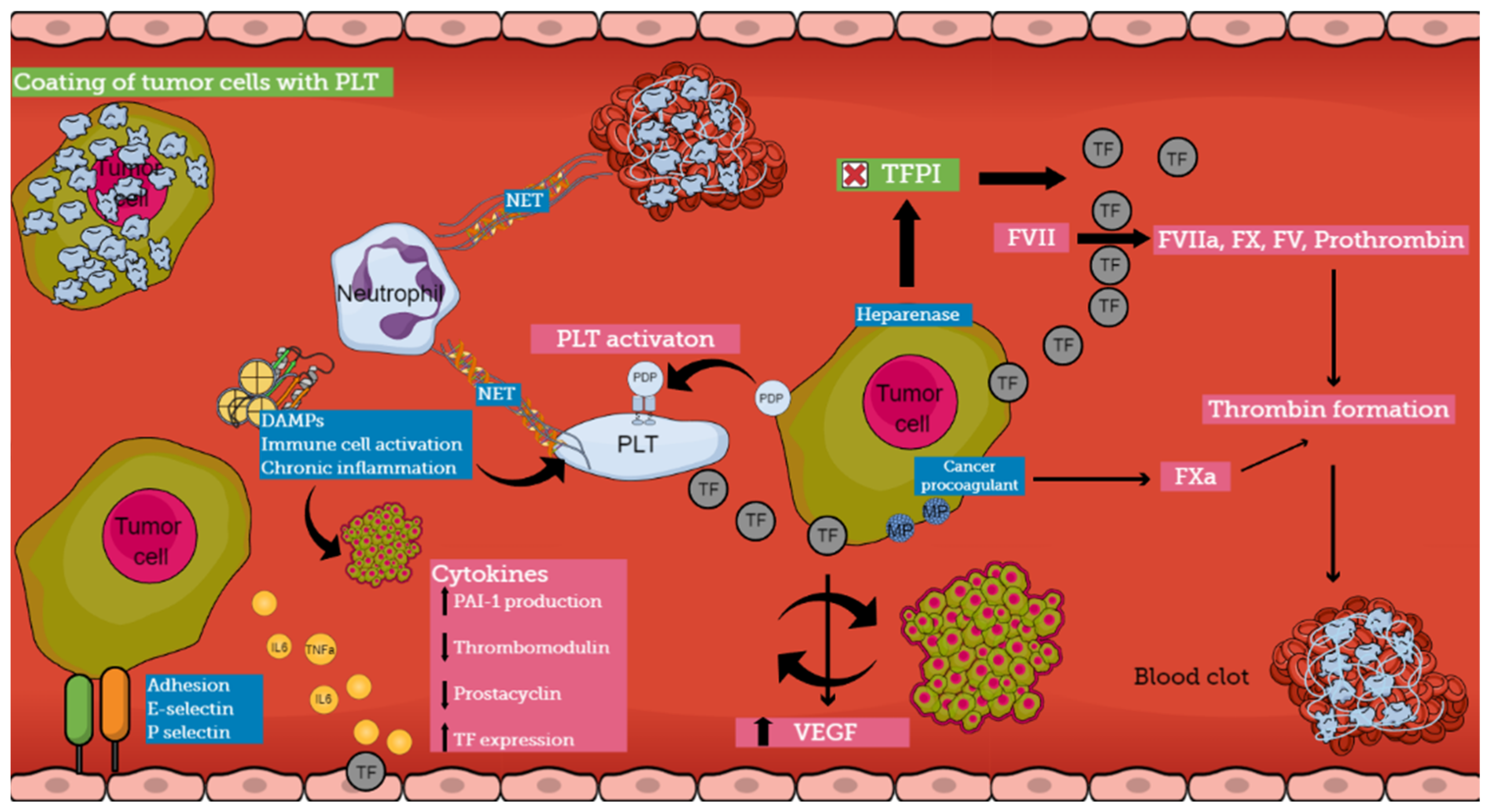 Cancers 16 02082 g002