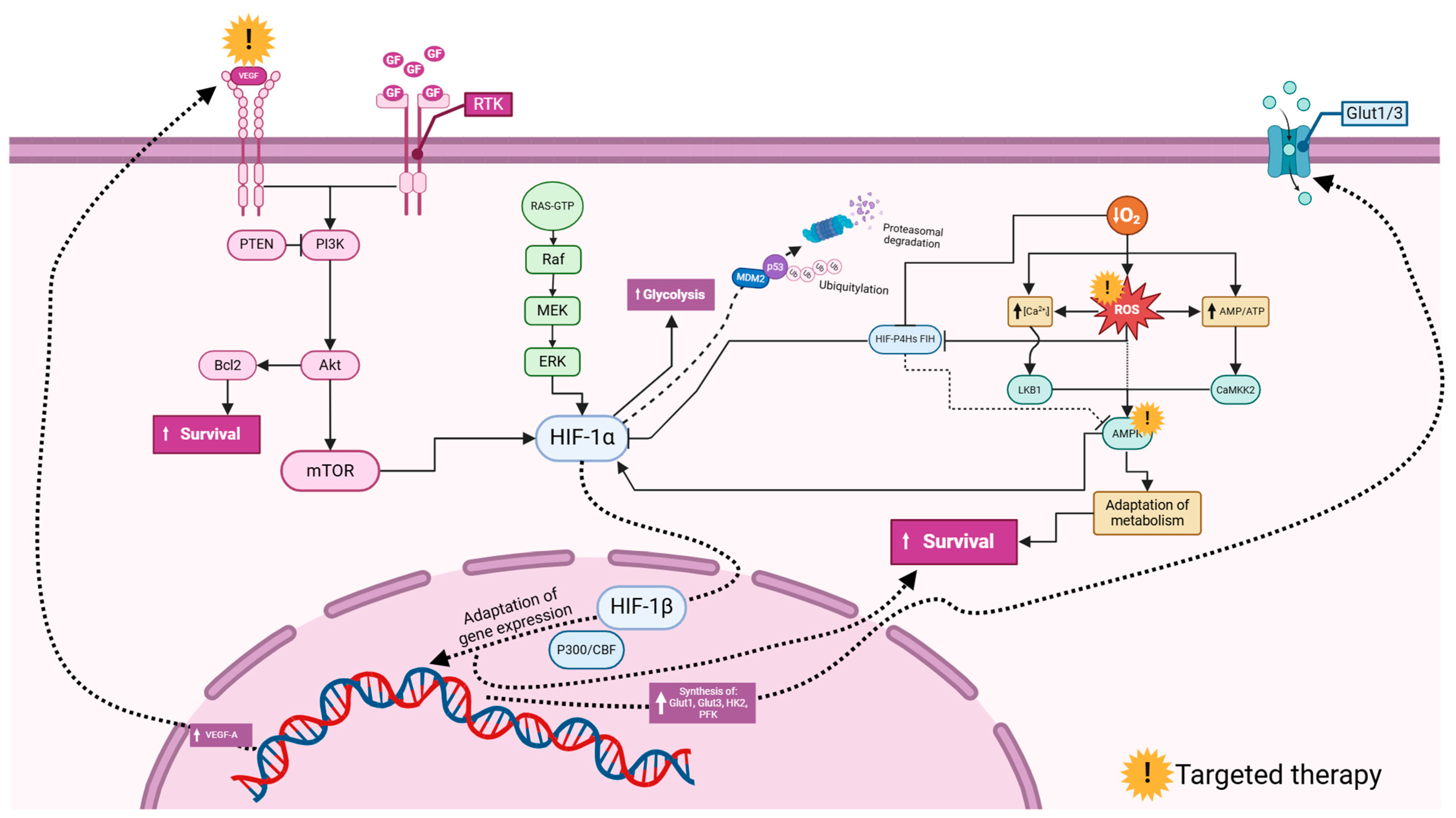 Cancers 16 02089 g005