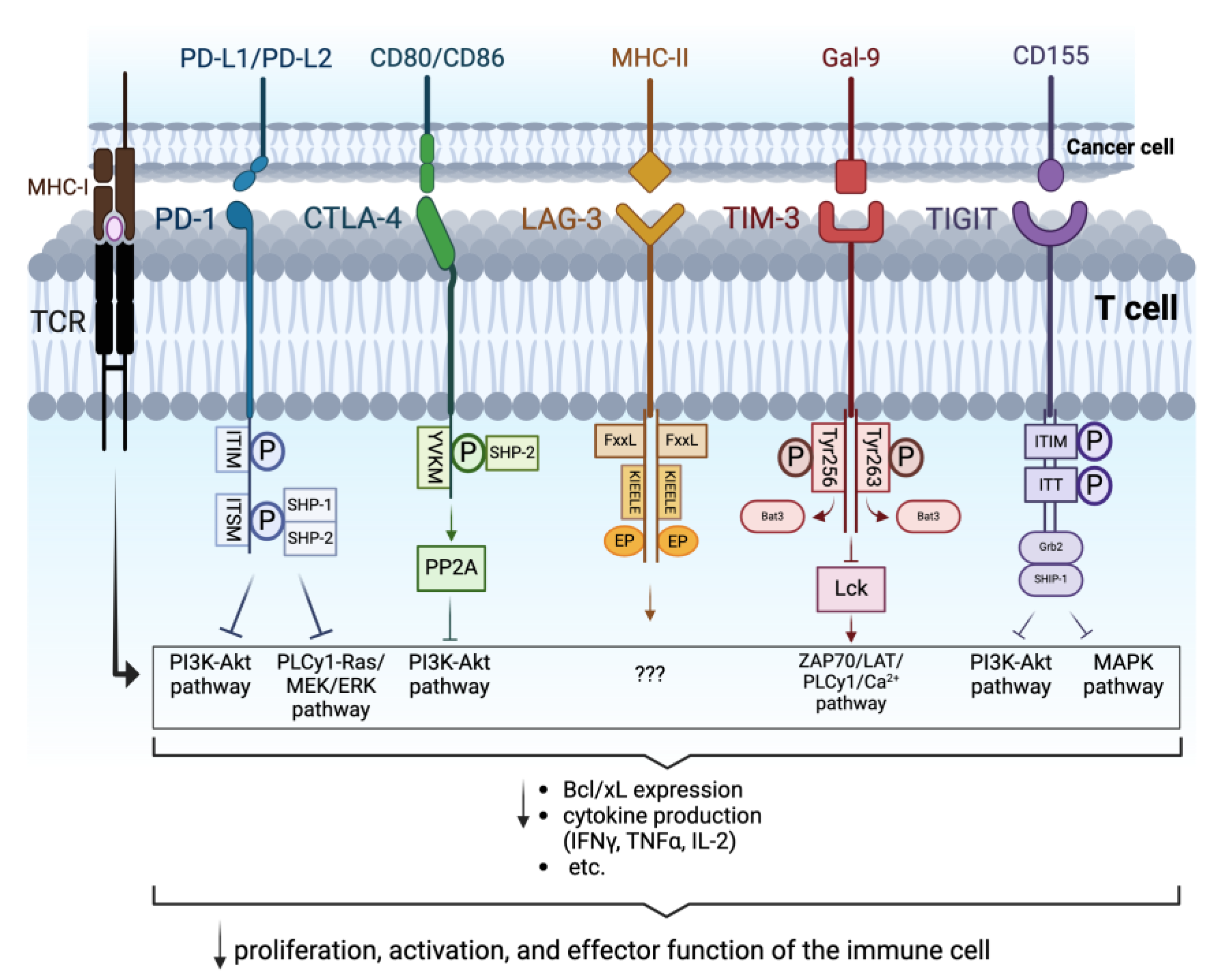 Cancers 16 02092 g001