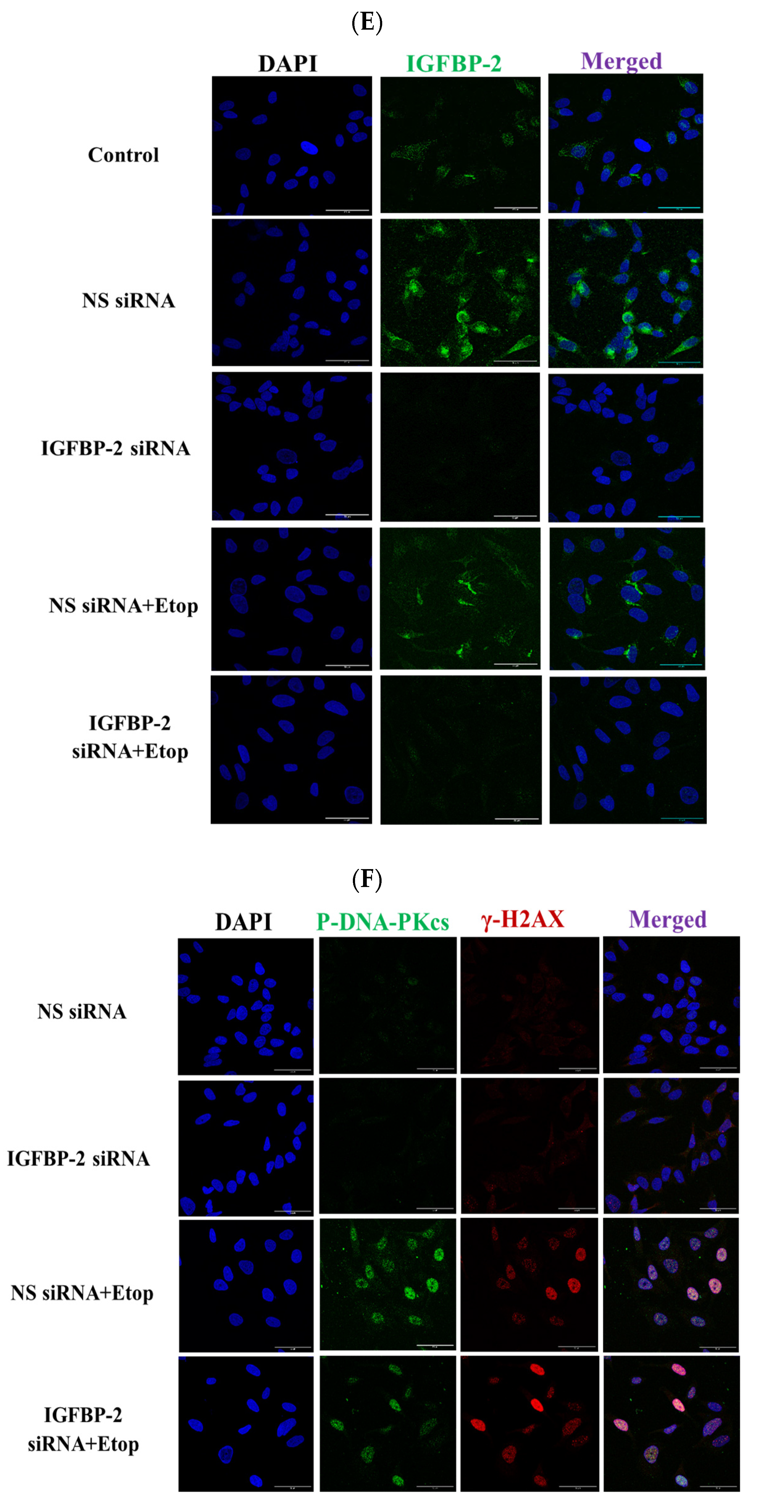 Cancers 16 02113 g003b