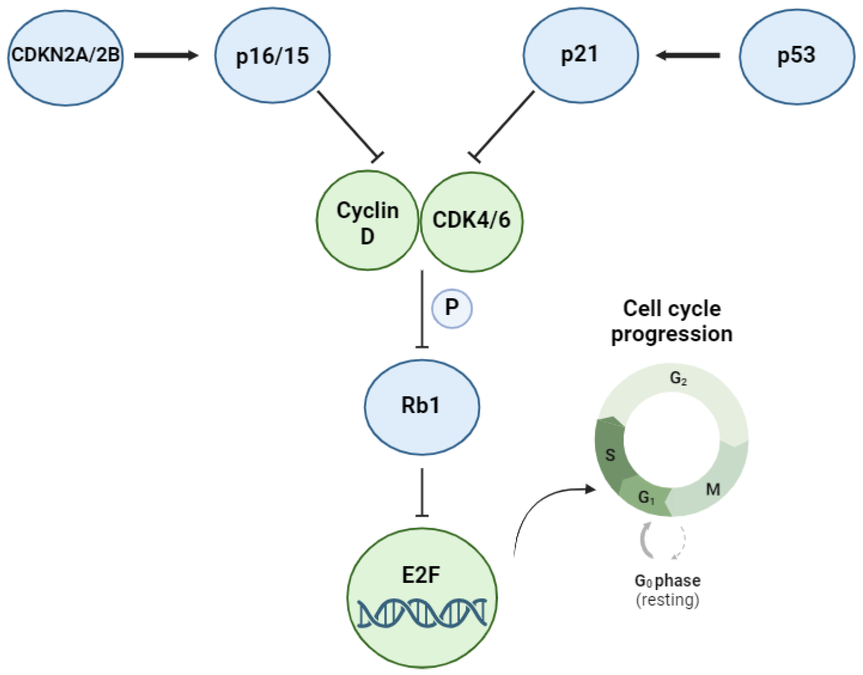 Cancers 16 02170 g002