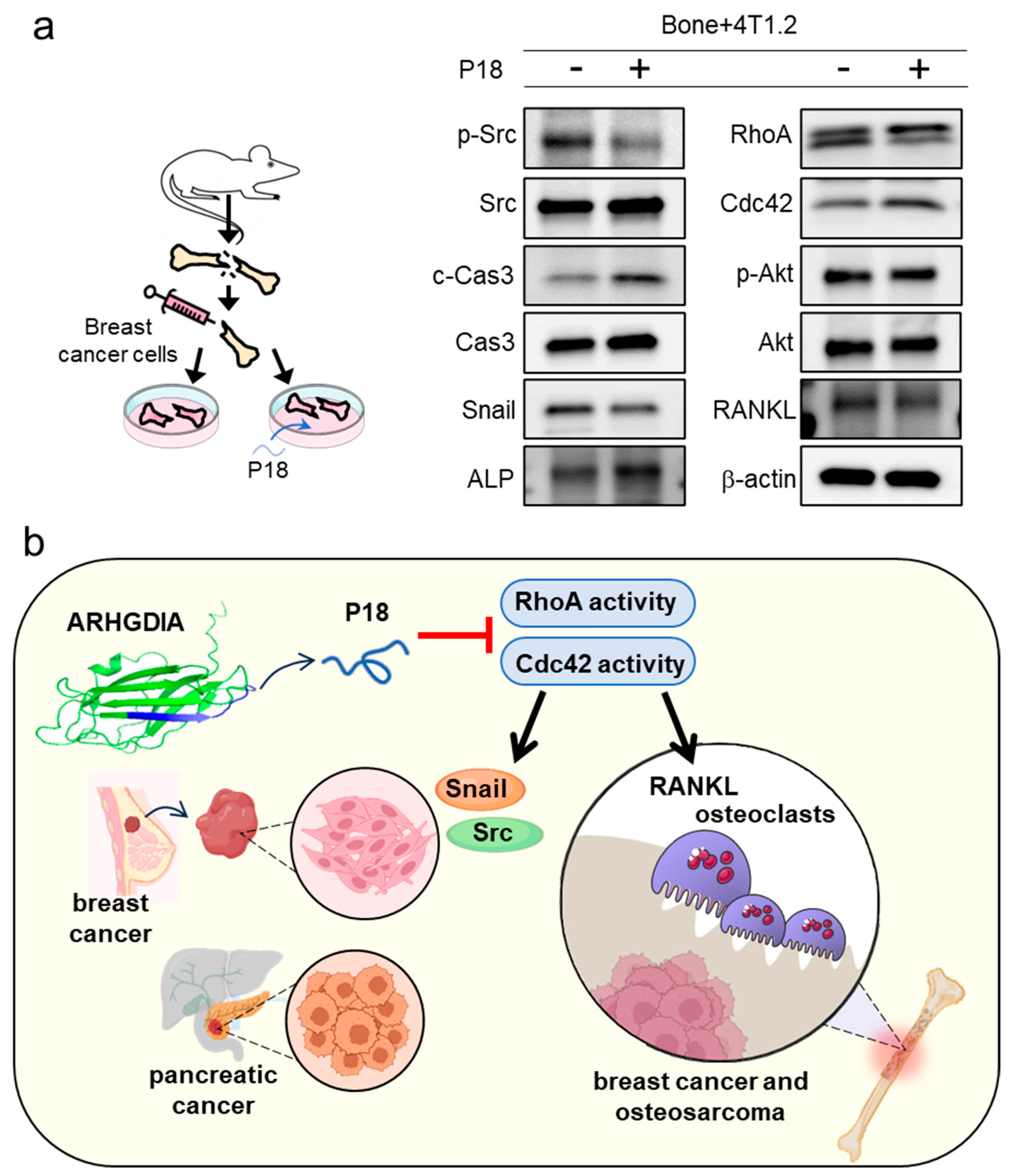 Cancers 16 02230 g008