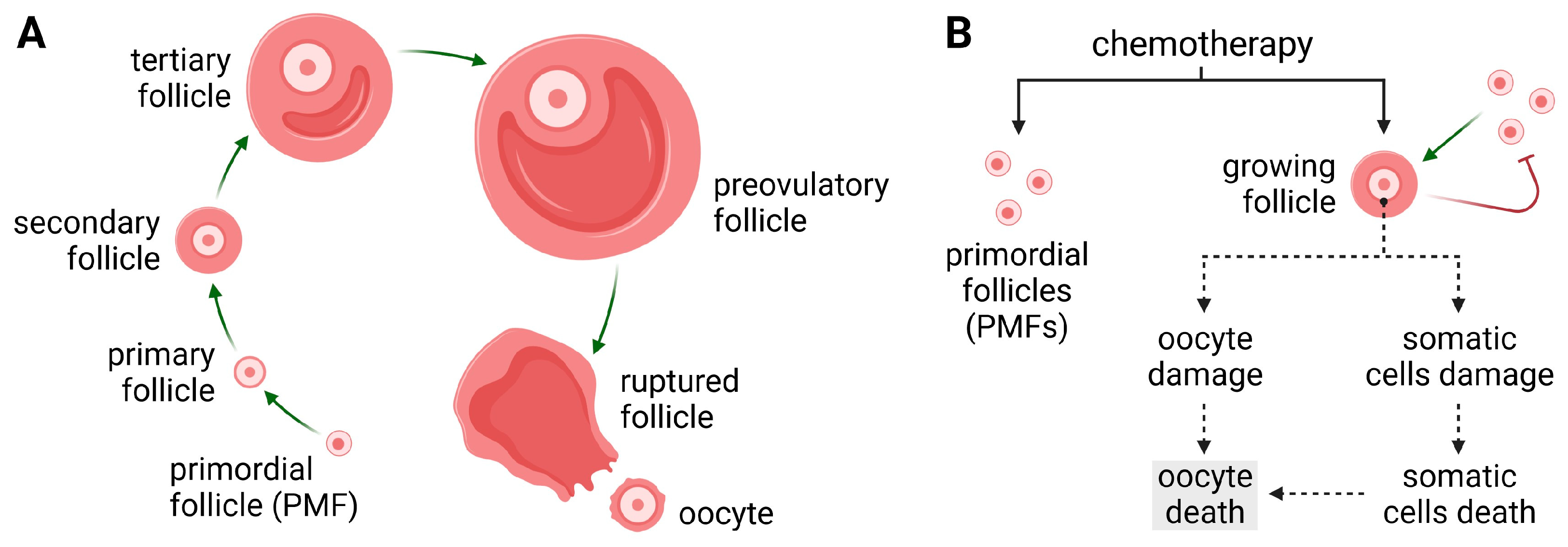 Cancers | Free Full-Text | Gynotoxic Effects of Chemotherapy and Potential  Protective Mechanisms