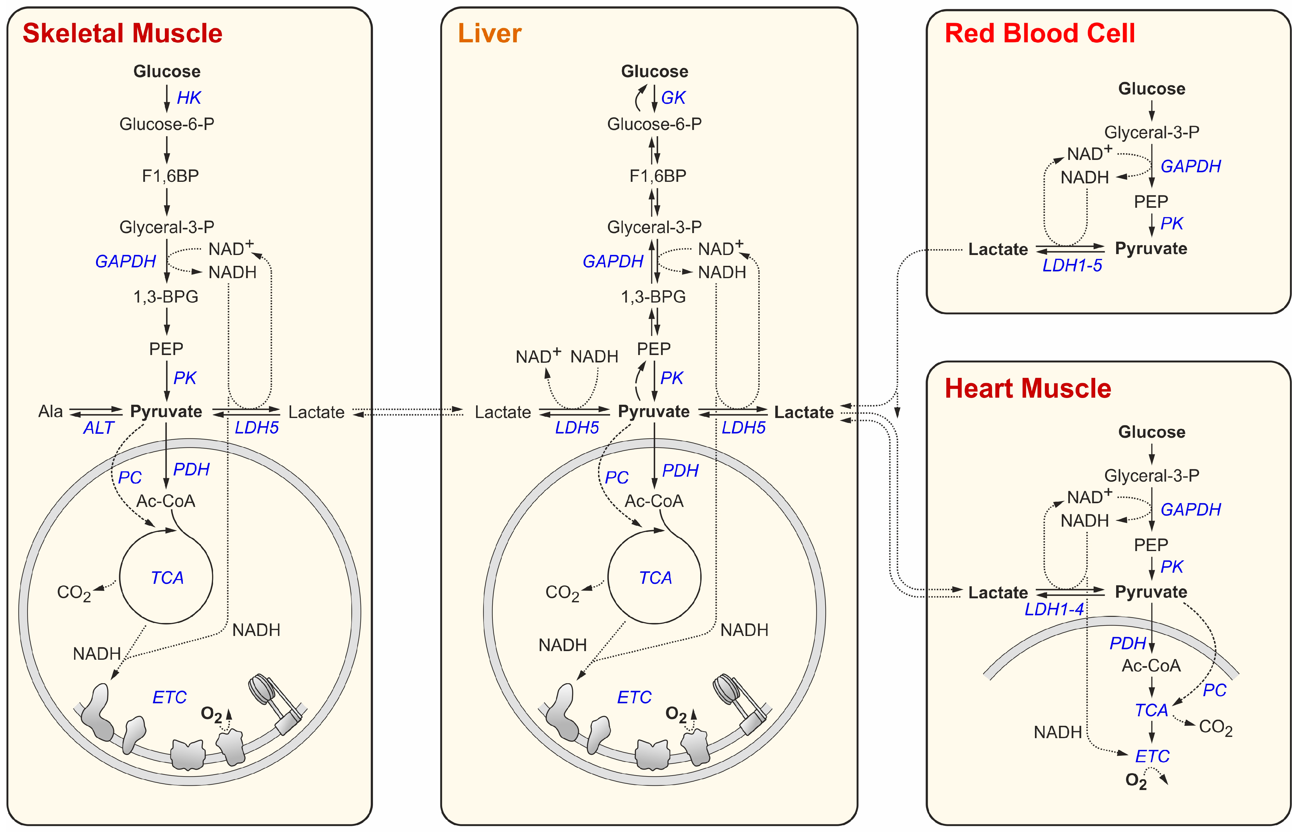 Cancers 16 02290 g001
