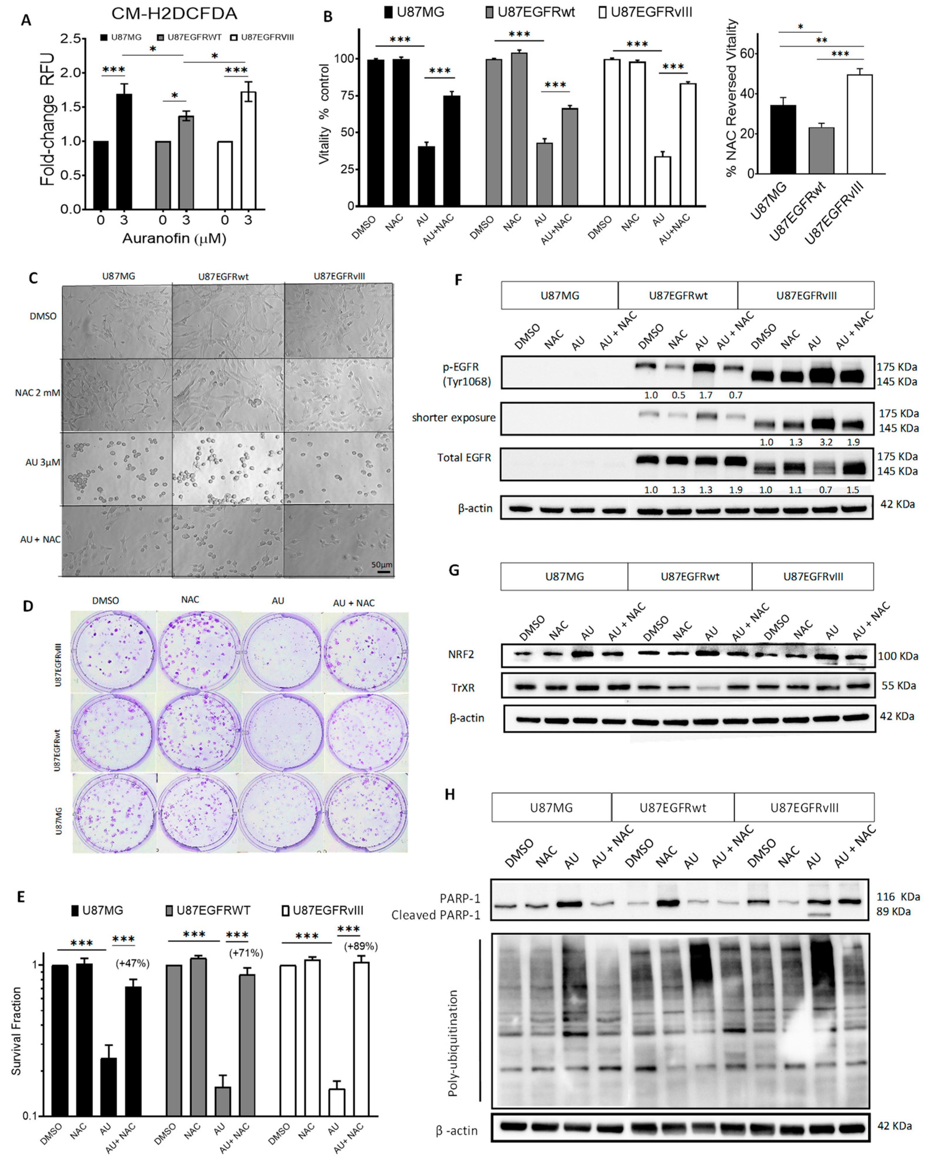 Cancers 16 02319 g002 Cancers 16 02319 g002