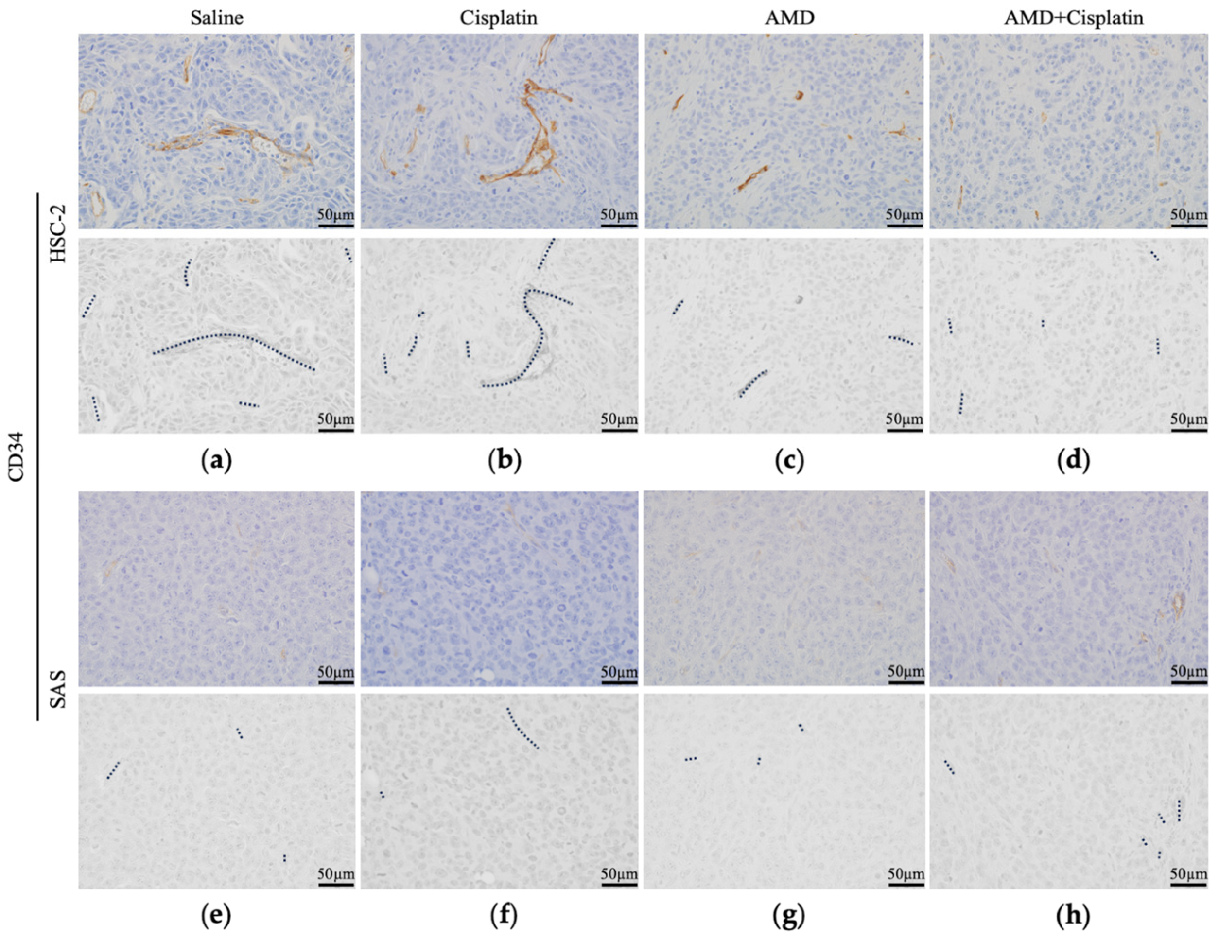 Cancers 16 02326 g006