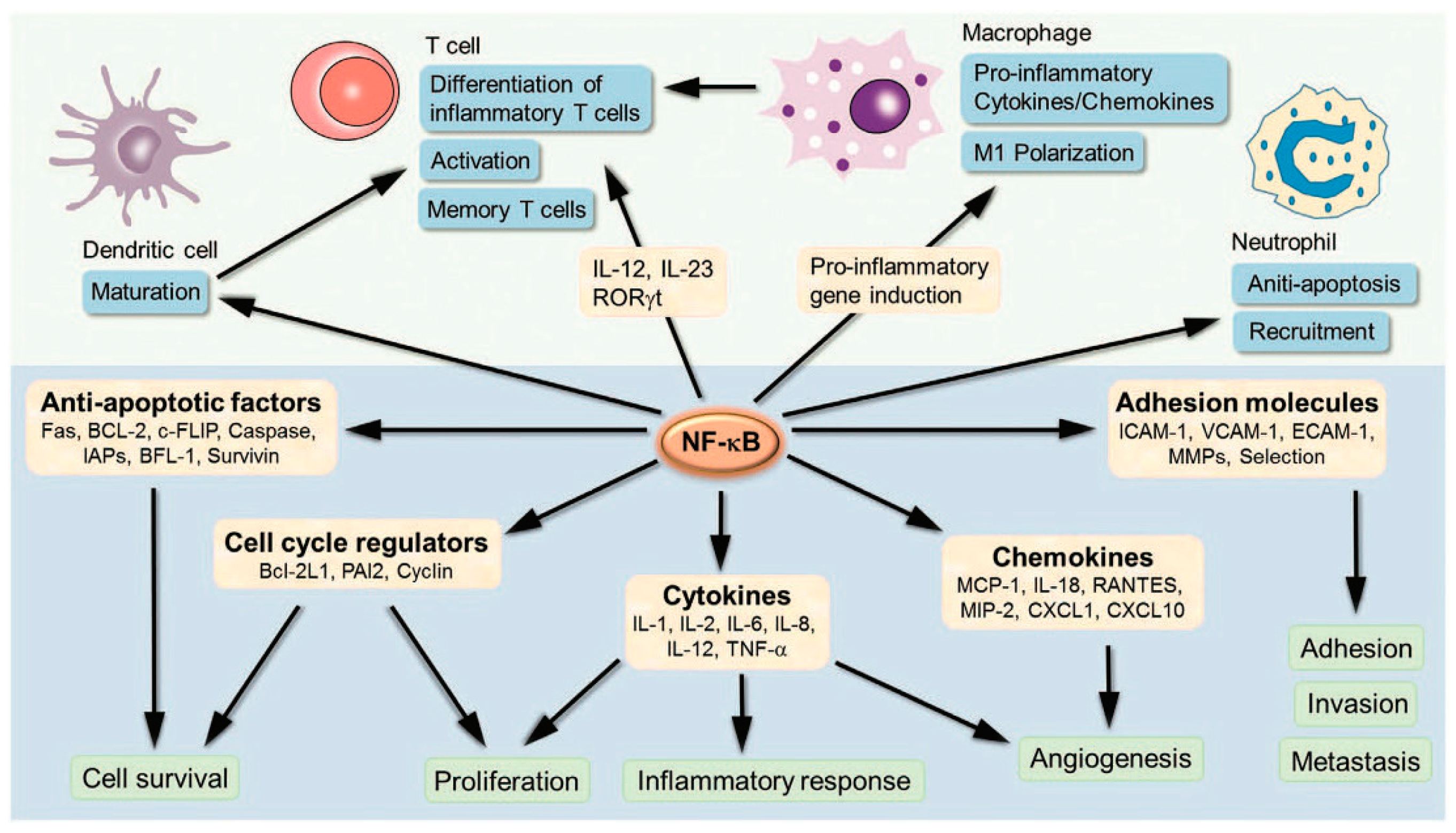 Cancers 16 02328 g001