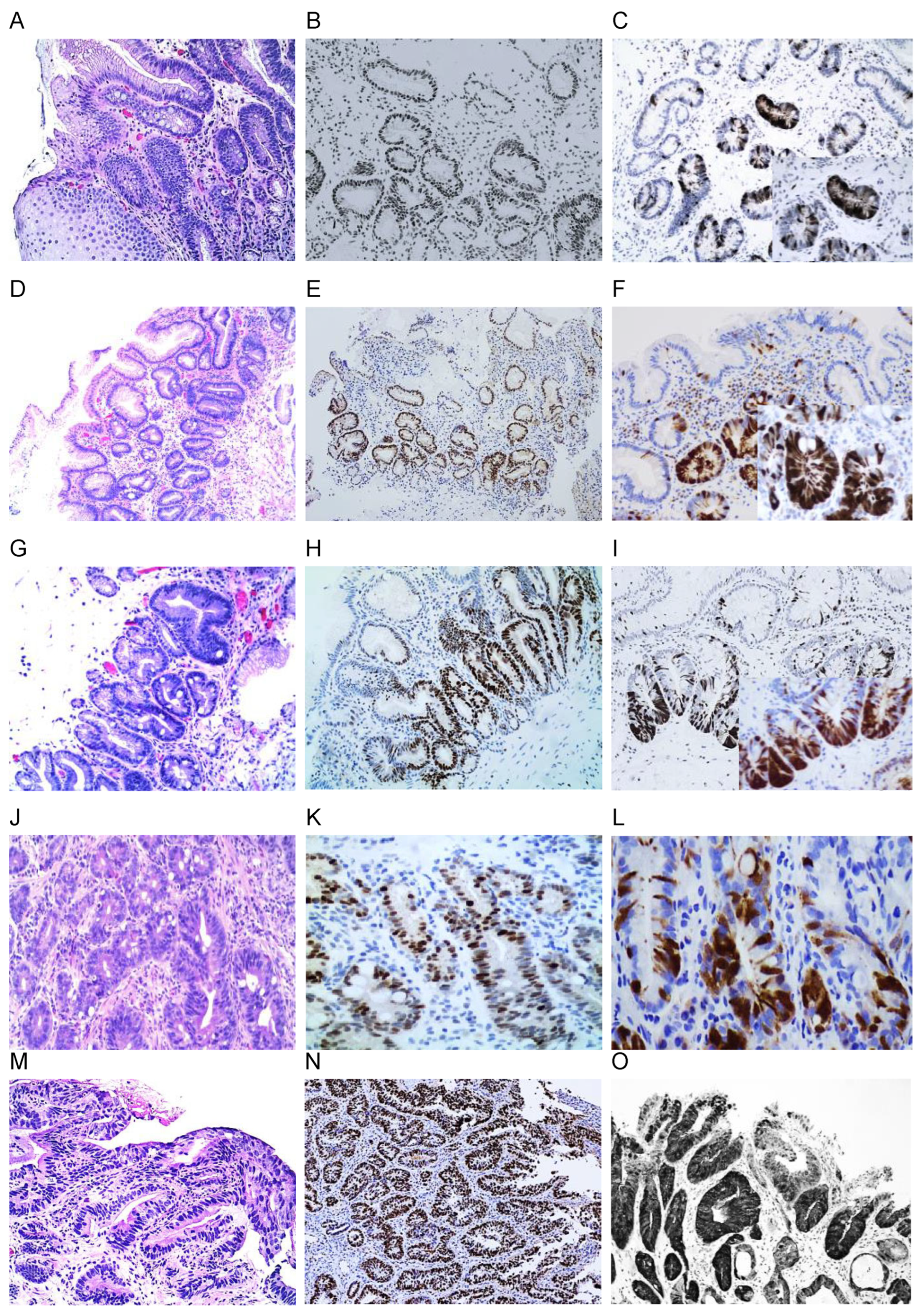 Cancers 16 02386 g002