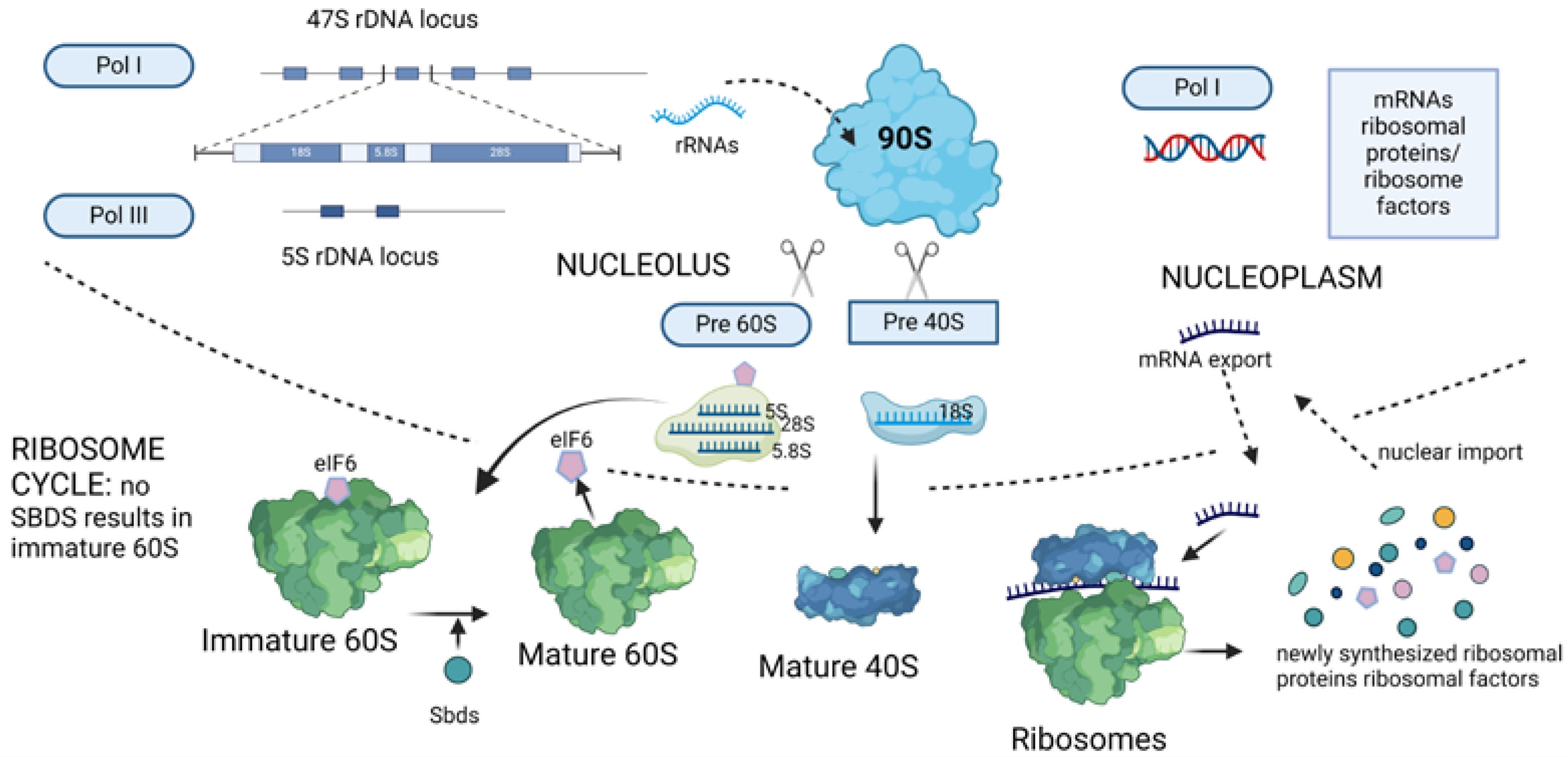 Cancers 16 02392 g001