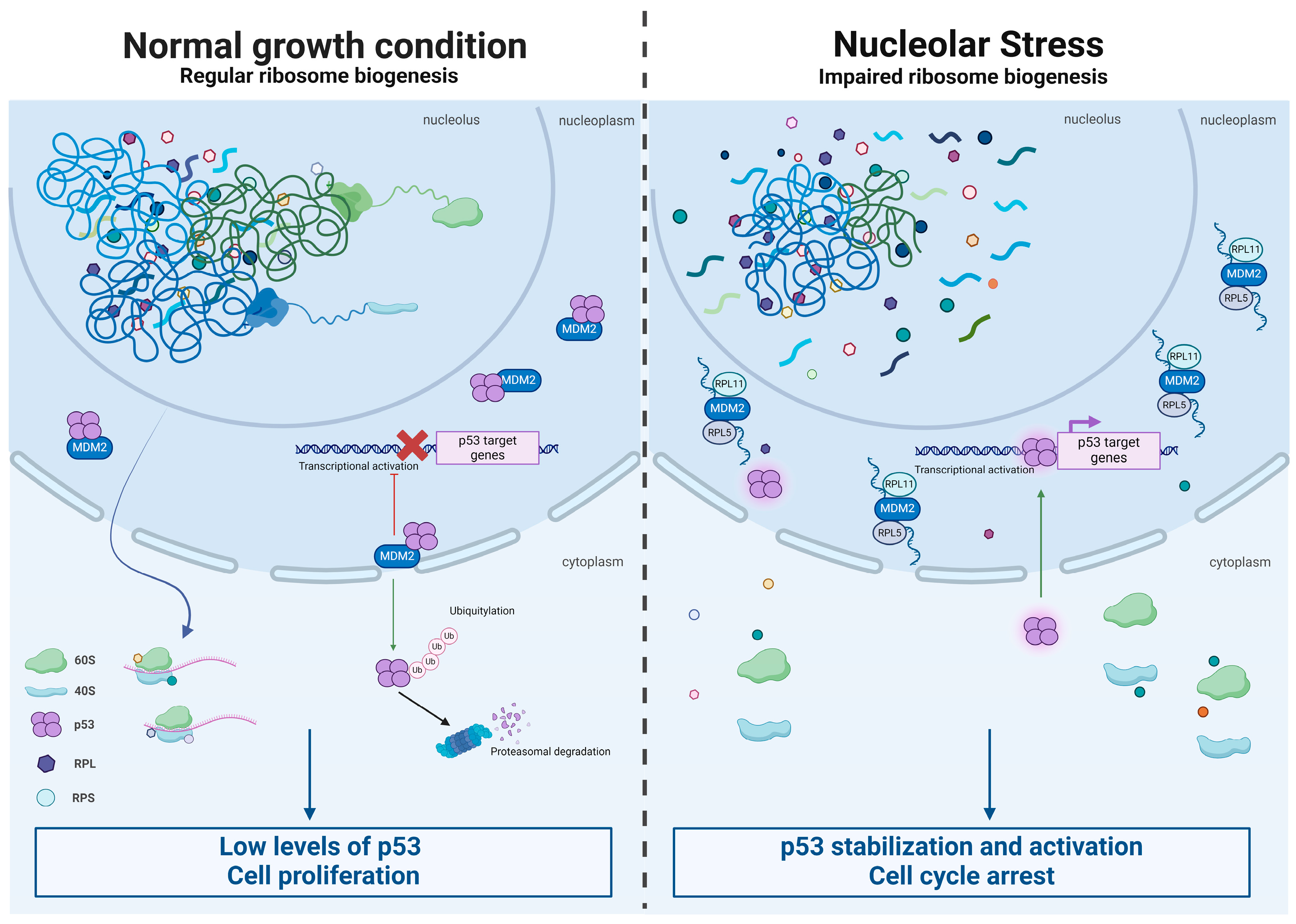Cancers 16 02392 g002