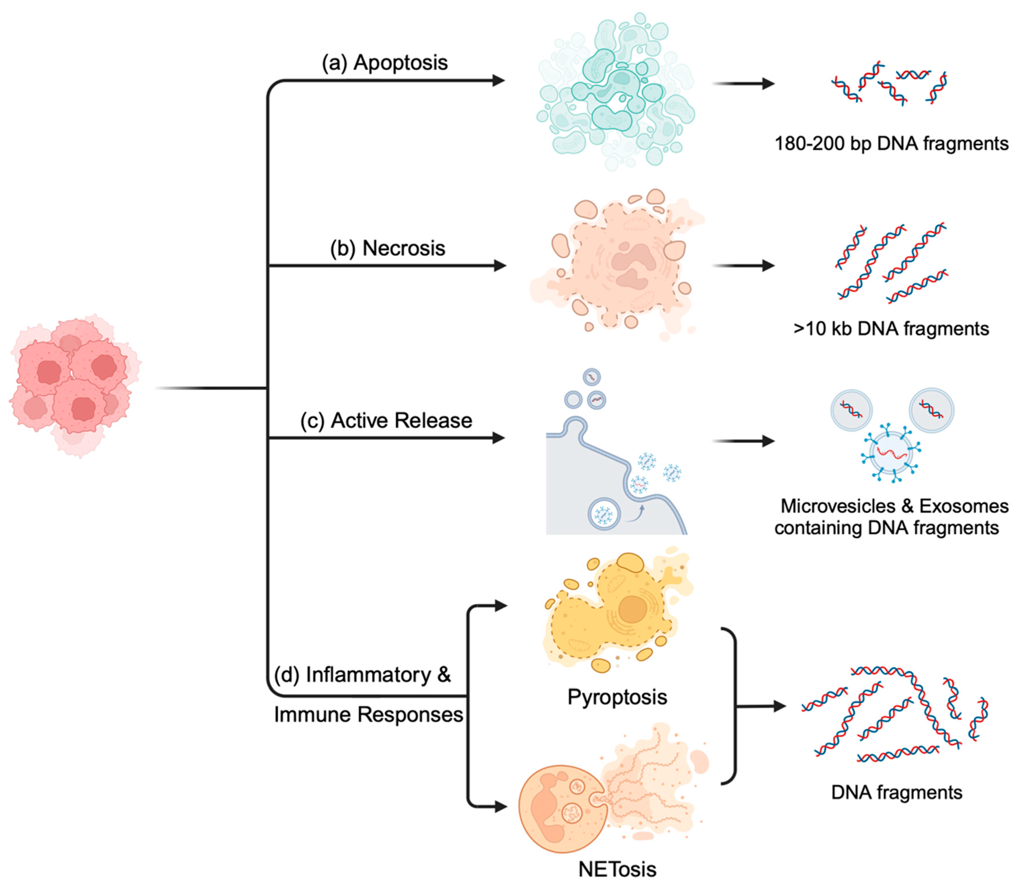 Cancers 16 02432 g001