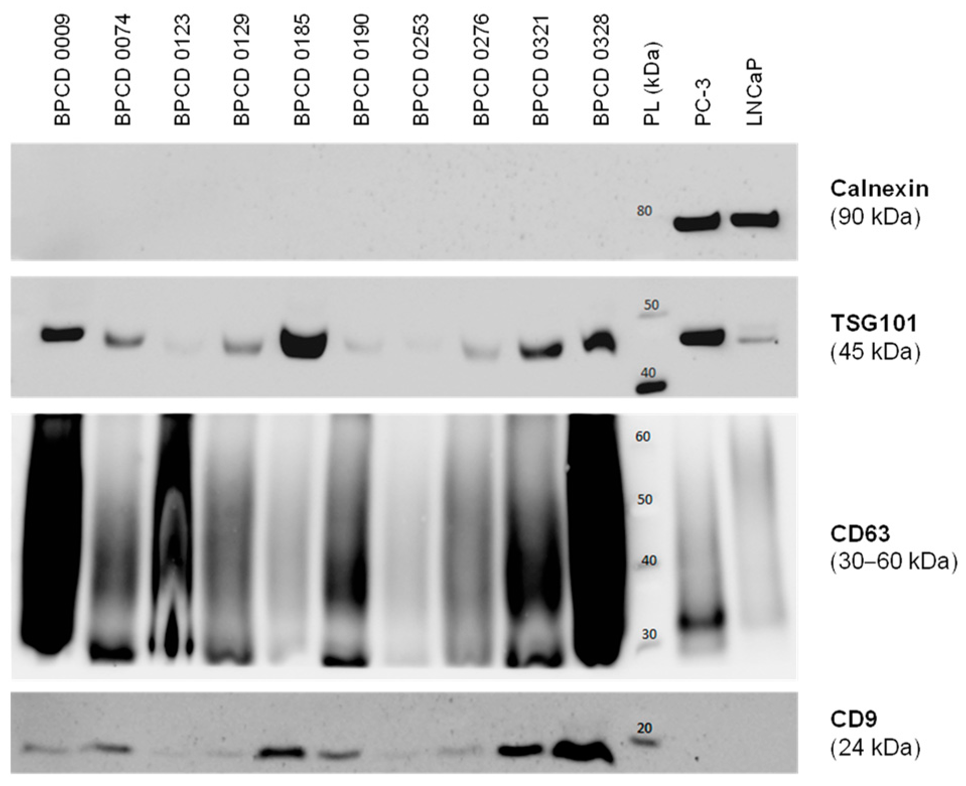 Cancers 16 02453 g001 Cancers 16 02453 g001