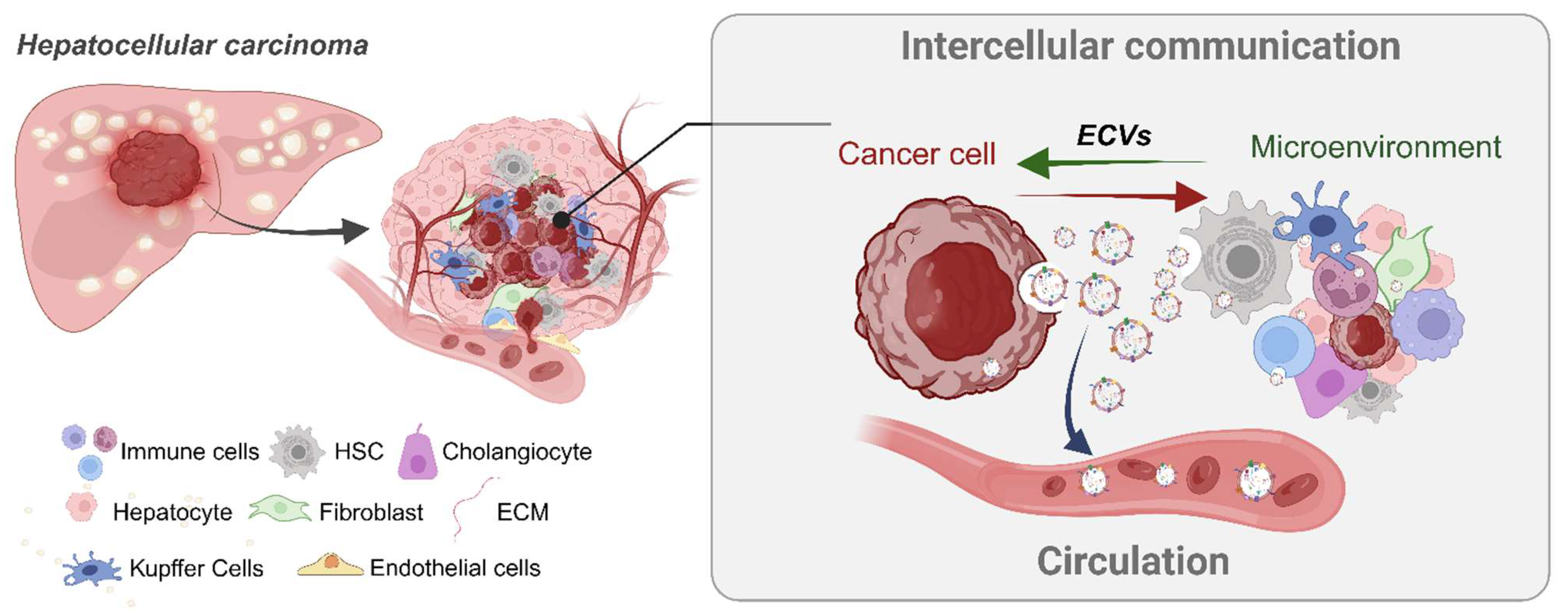 Cancers 16 02552 g002