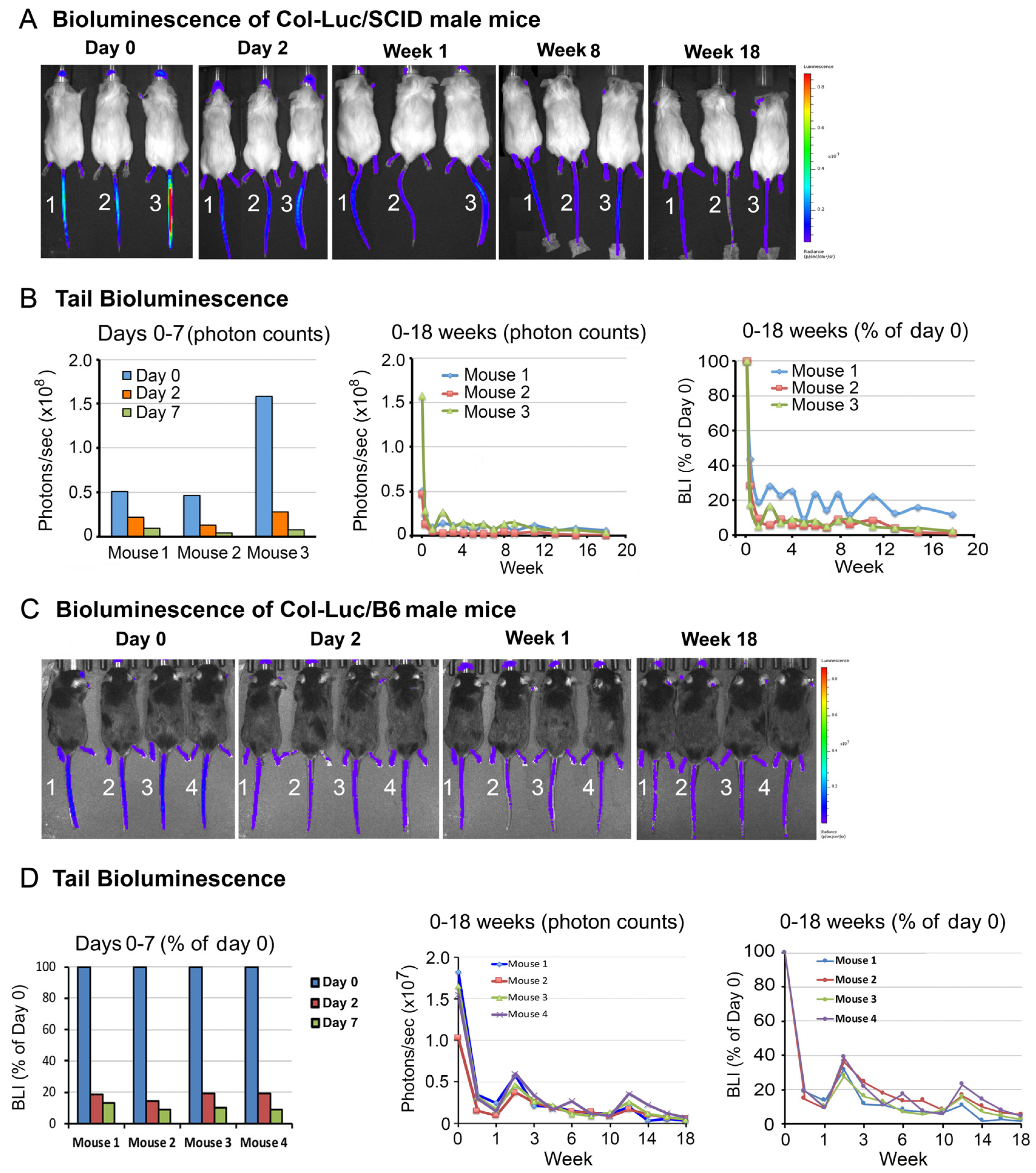 Cancers 16 02603 g001