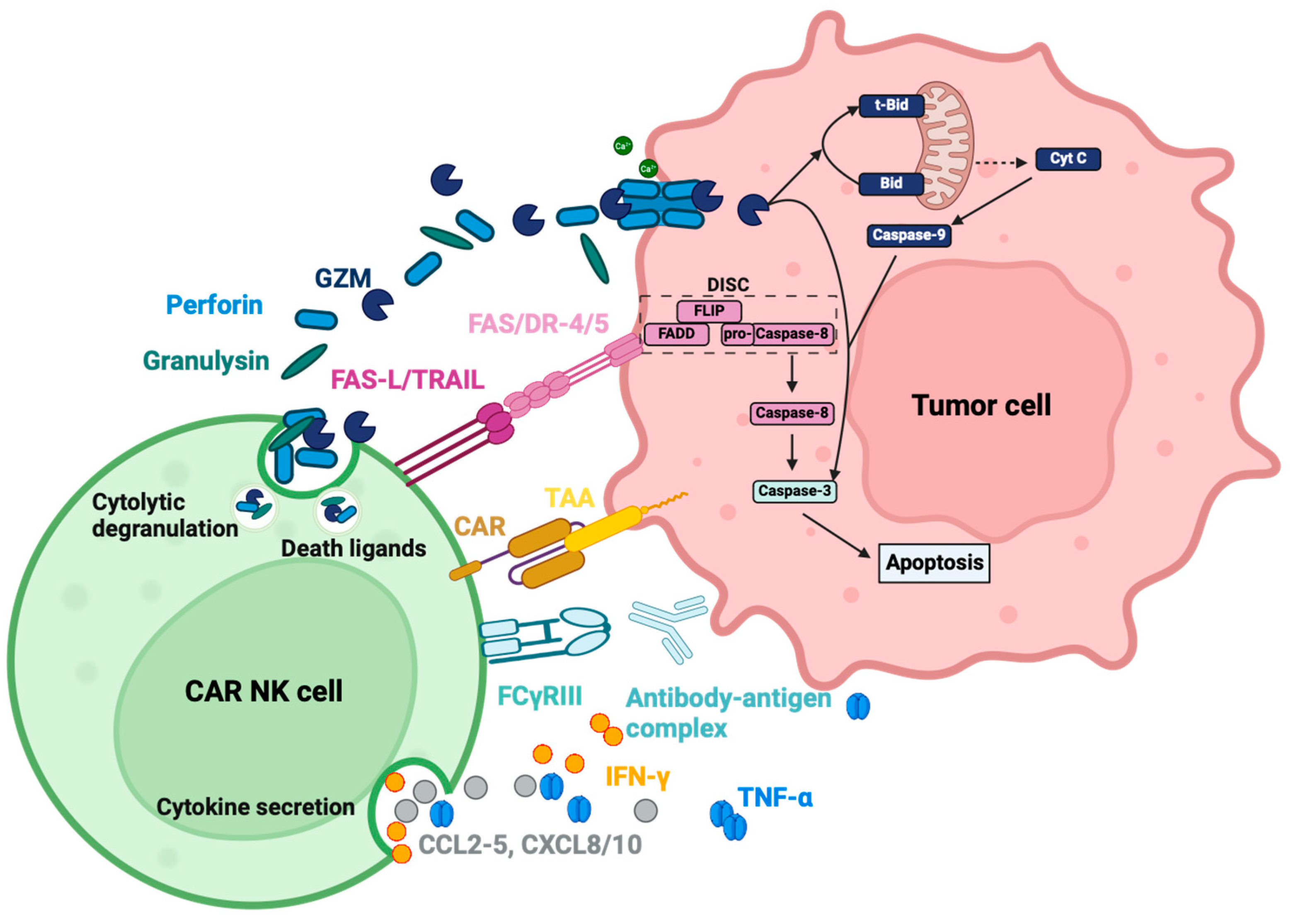 Cancers 16 02608 g003