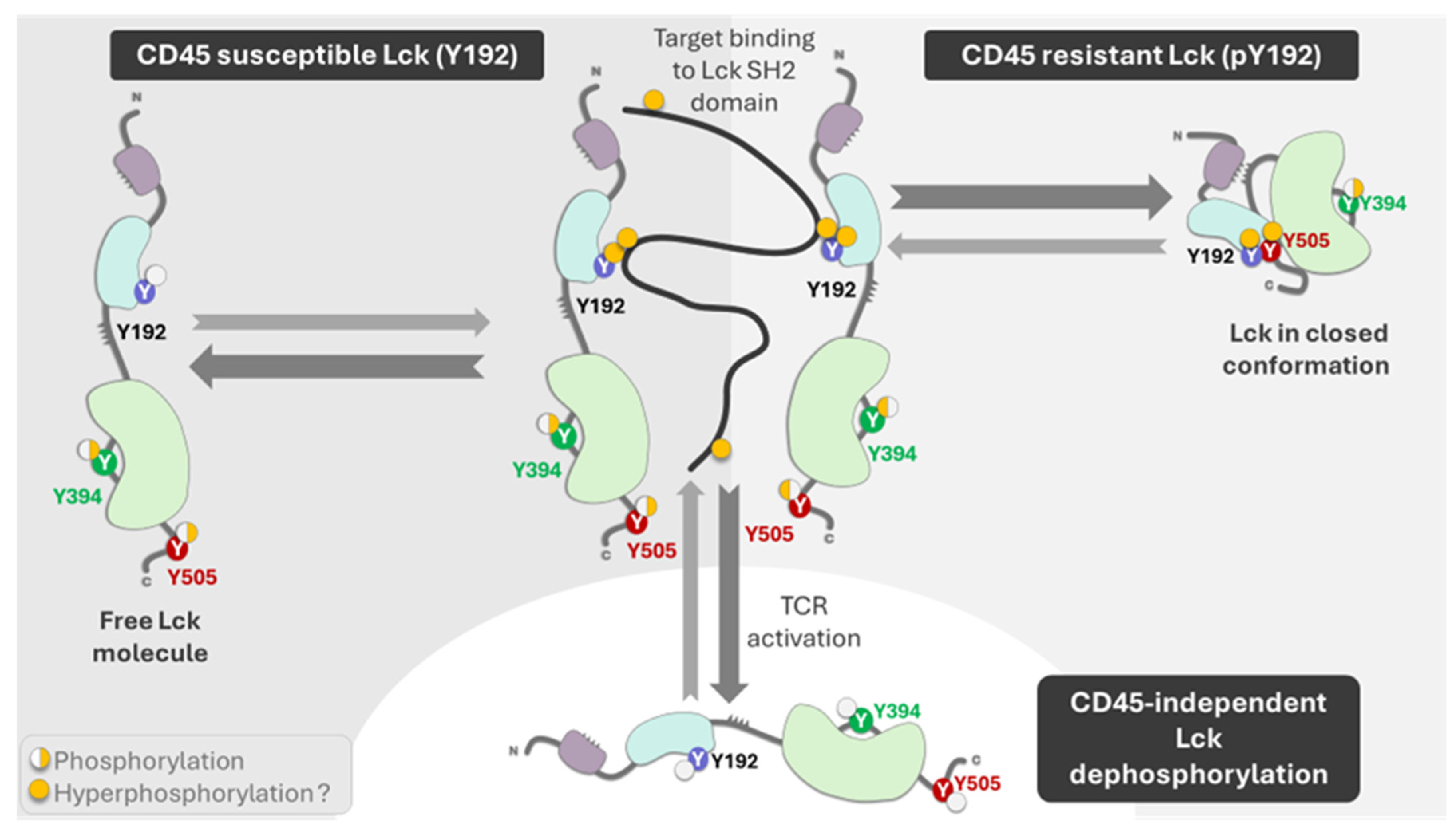 Cancers 16 02630 g003