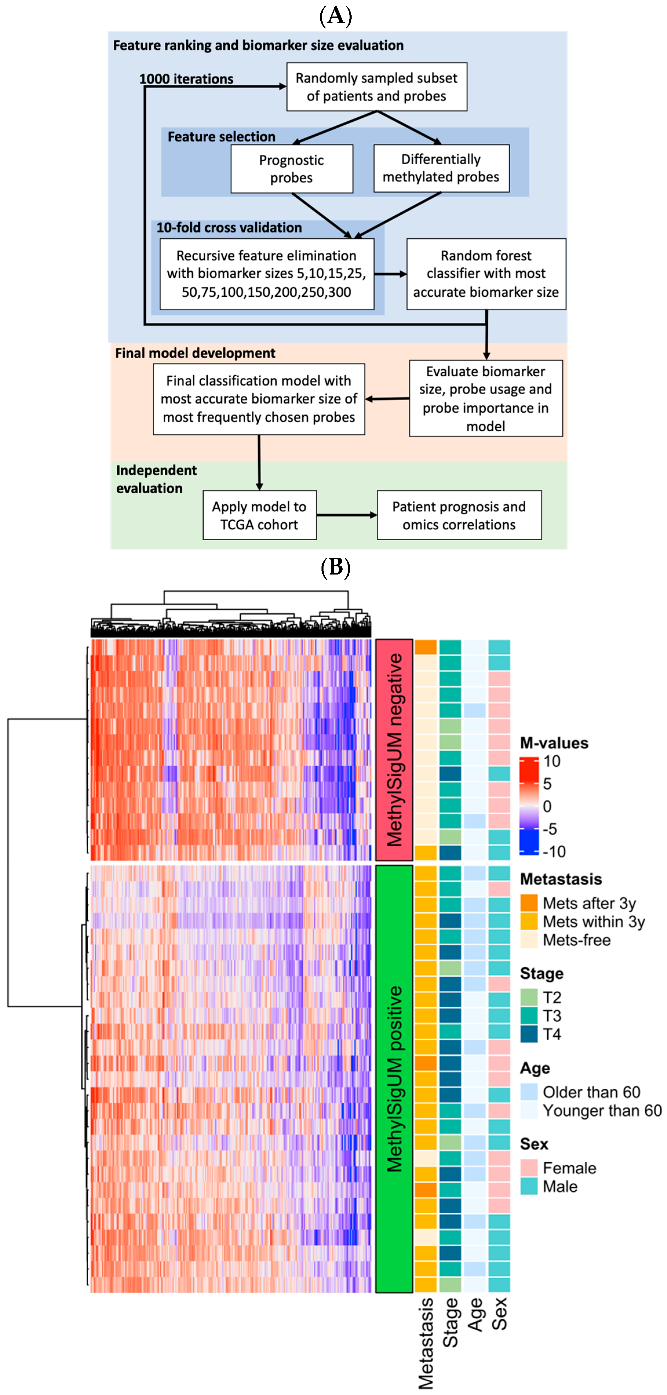 Cancers 16 02650 g003